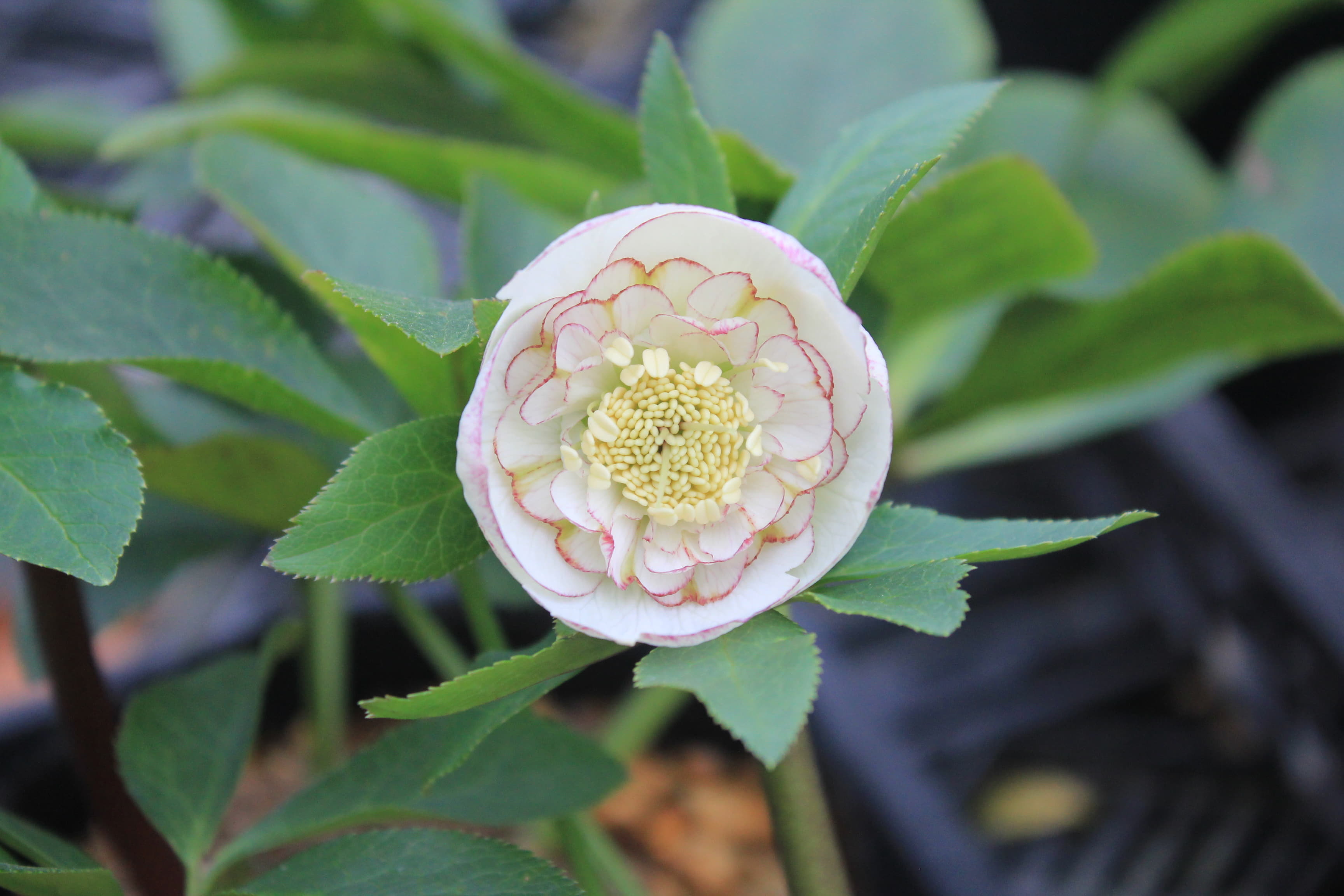 クリスマスローズ　ハイブリダス