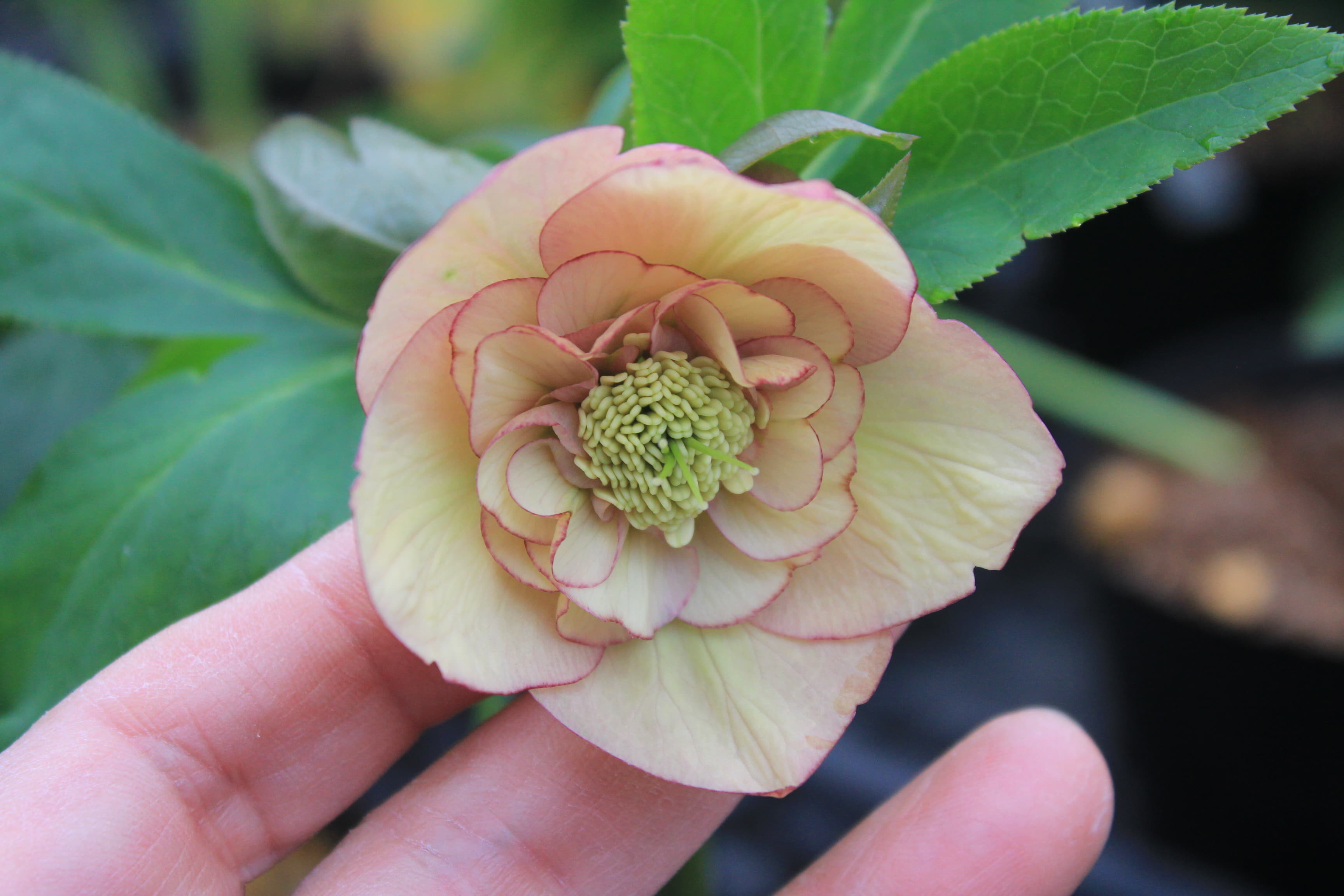 クリスマスローズ　ハイブリダス