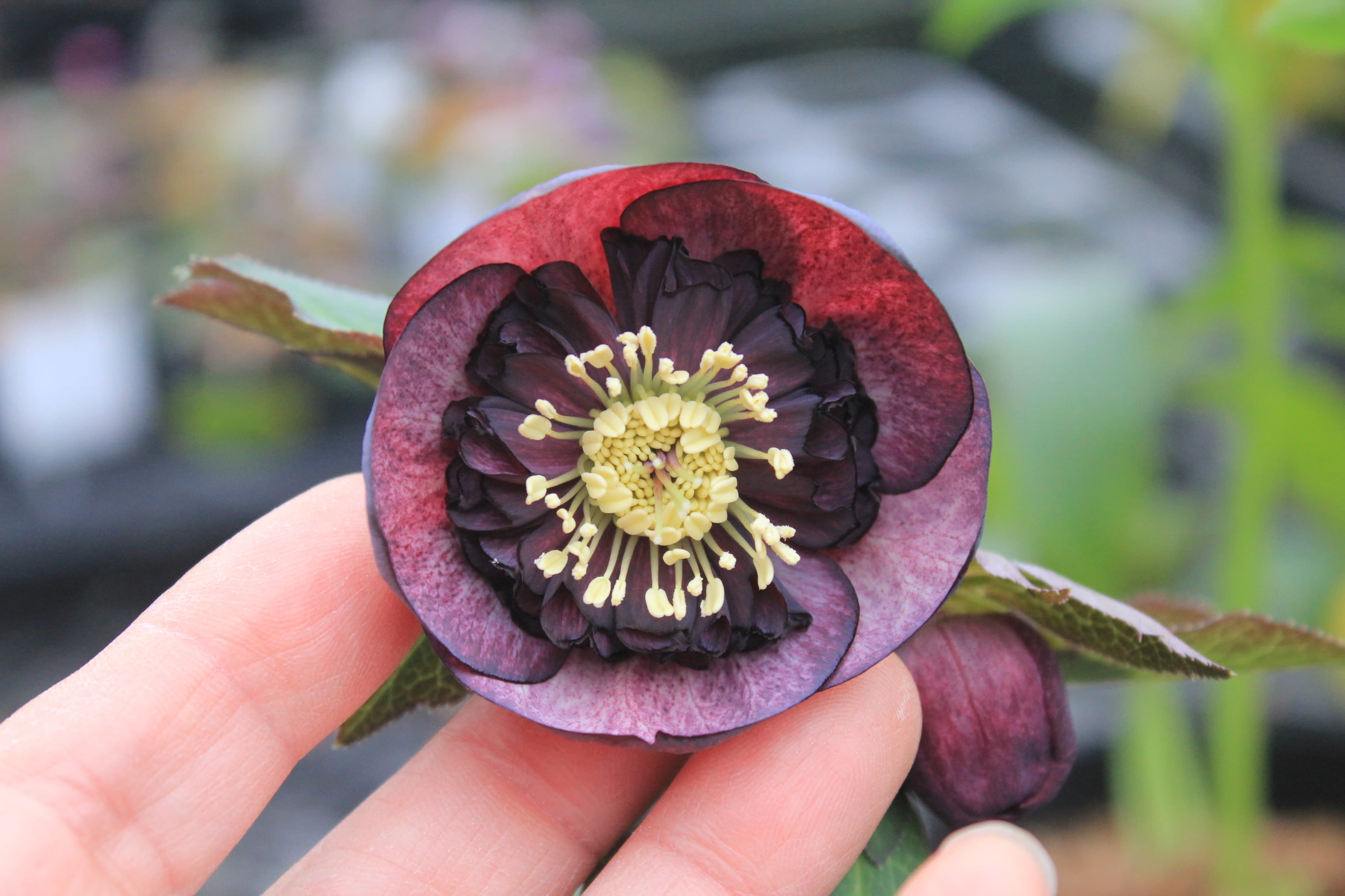 クリスマスローズ　ハイブリダス