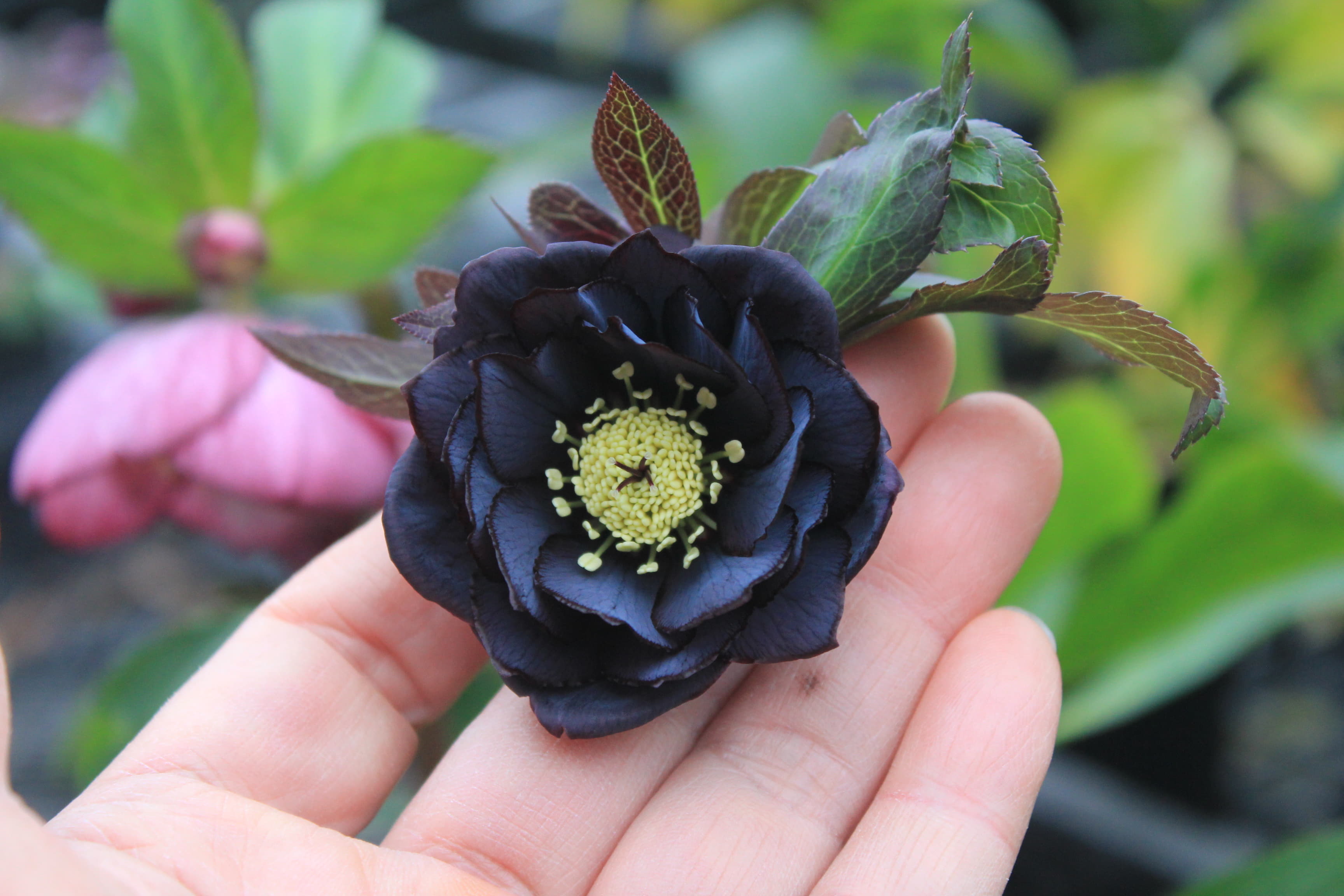 クリスマスローズ　ハイブリダス