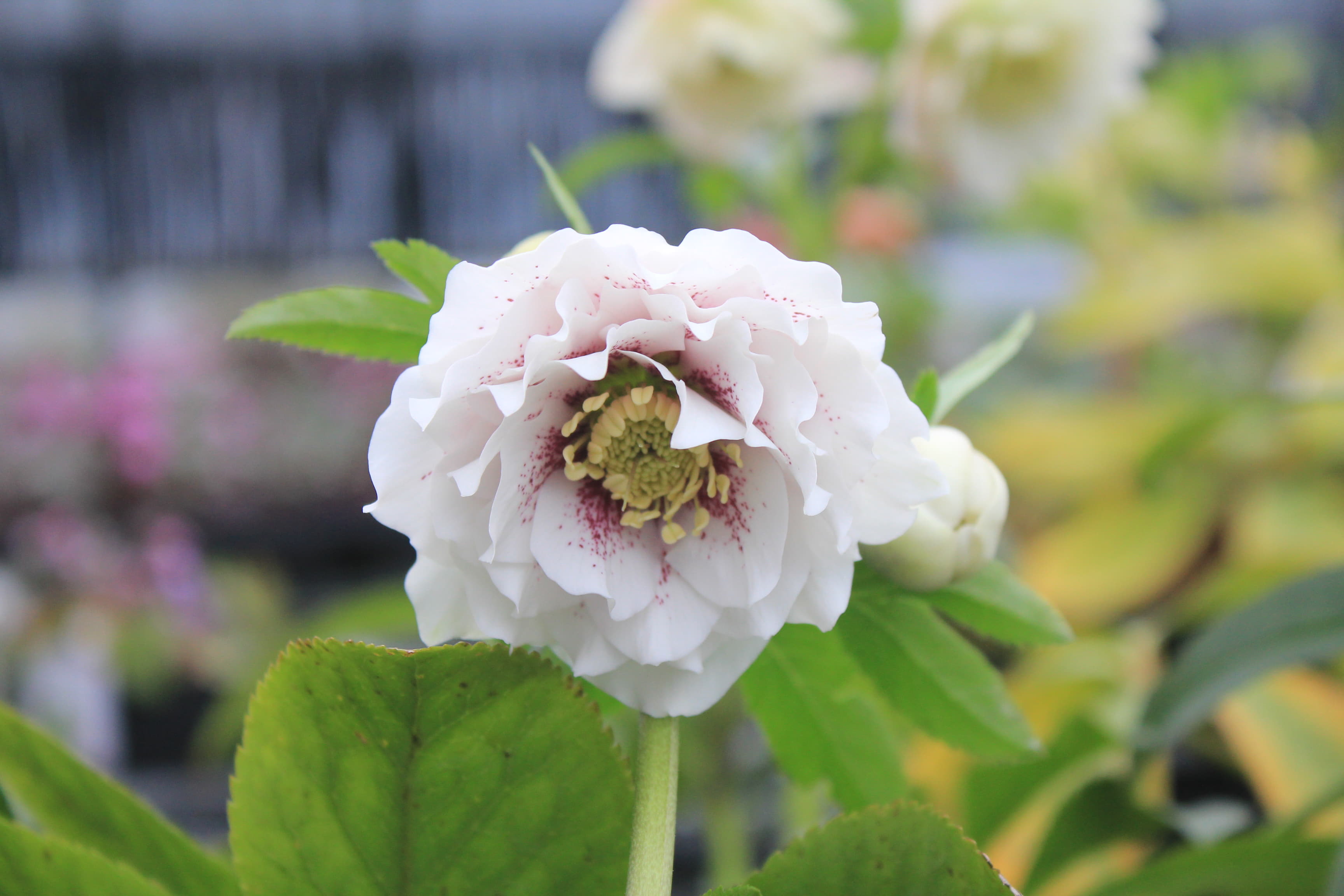 クリスマスローズ　ハイブリダス