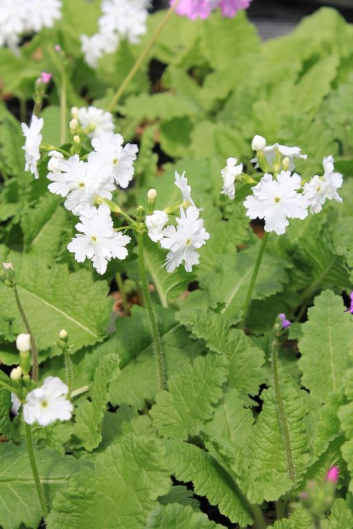 白ナデシコ切弁