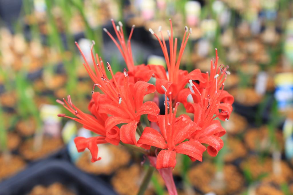 コルスカメジャー