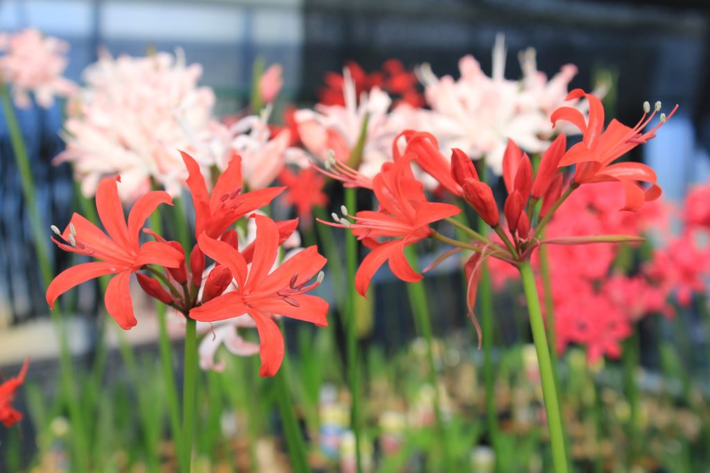 フォザギリメジャー