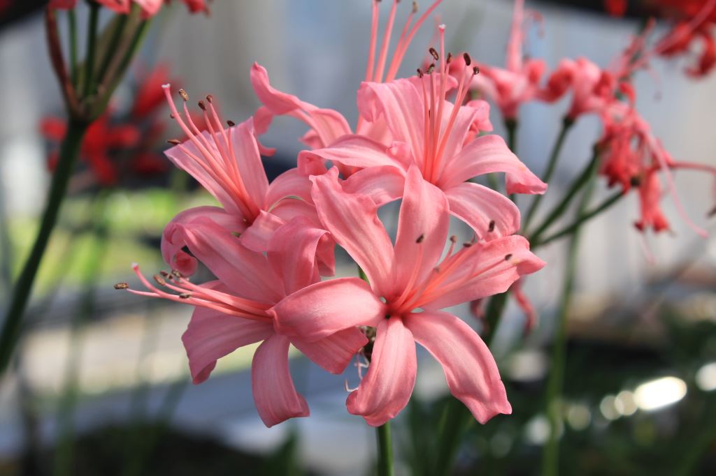 ピンクダイアモンド