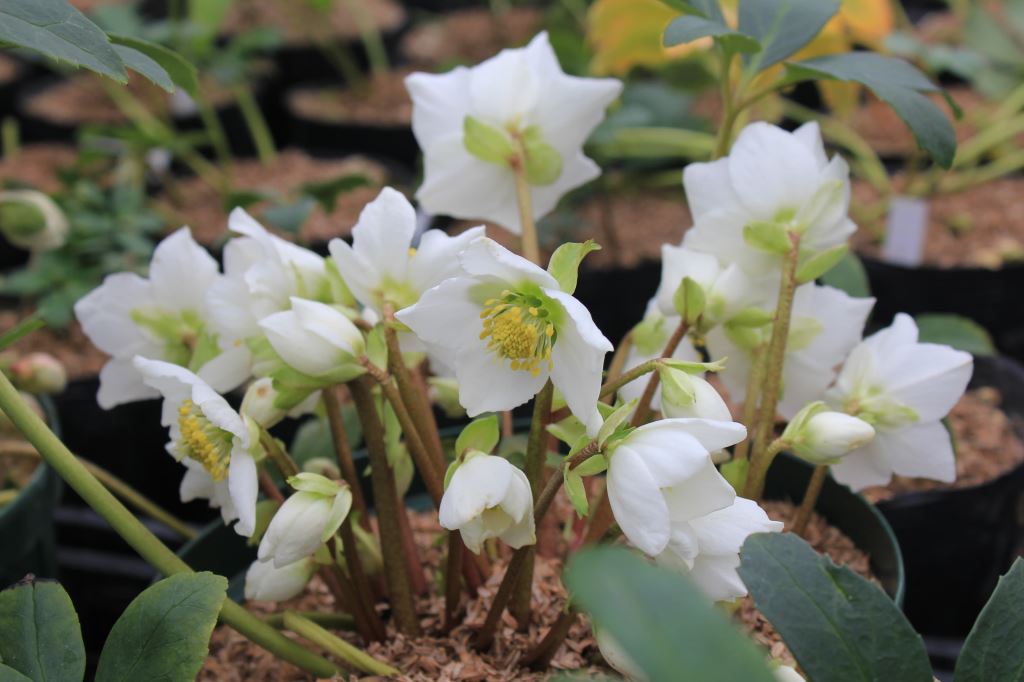 Helleborus niger
