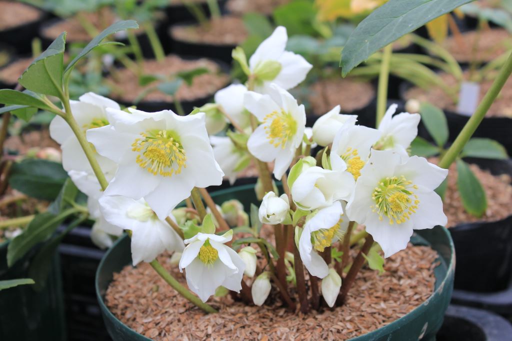 Helleborus niger