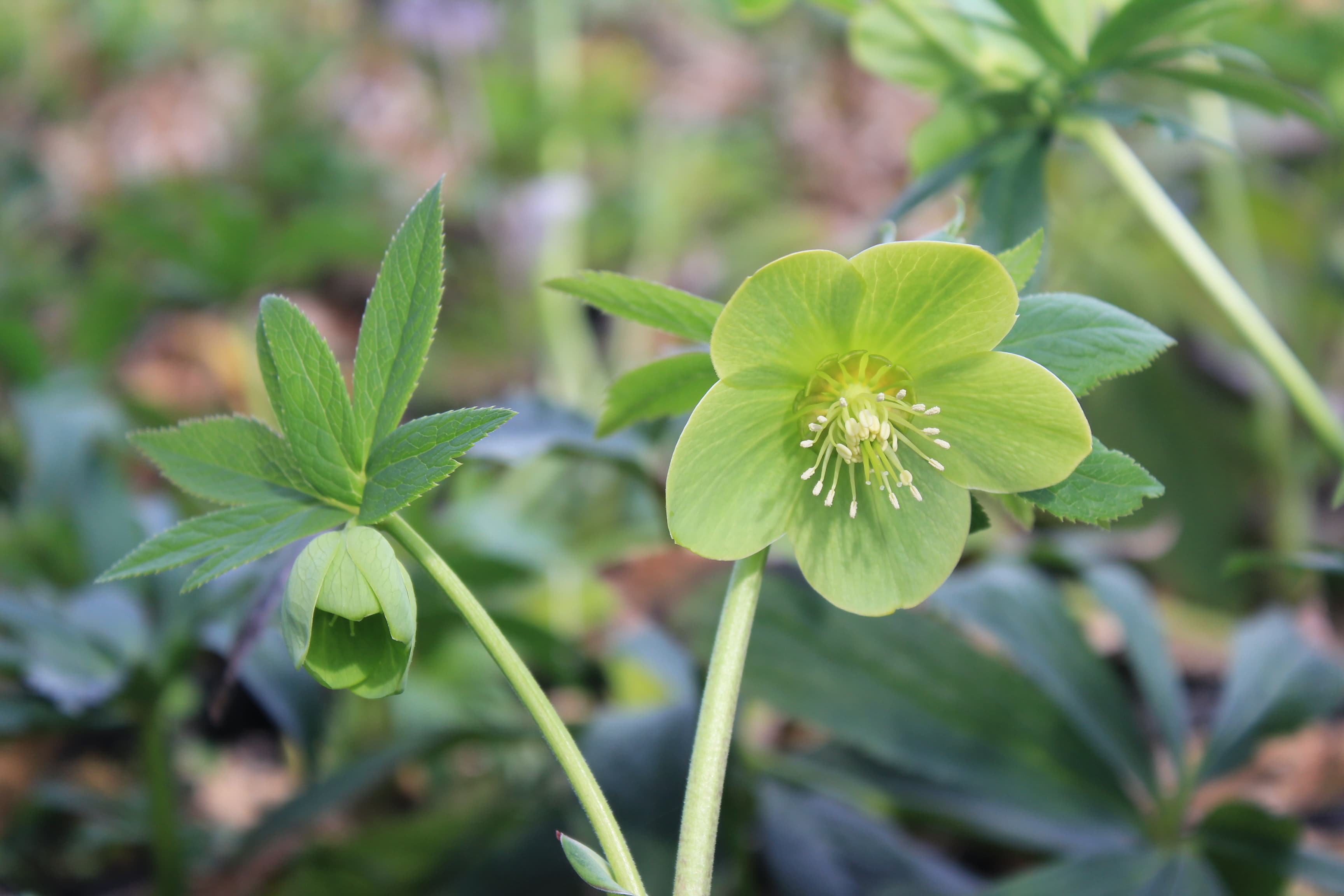 Helleborus odorus