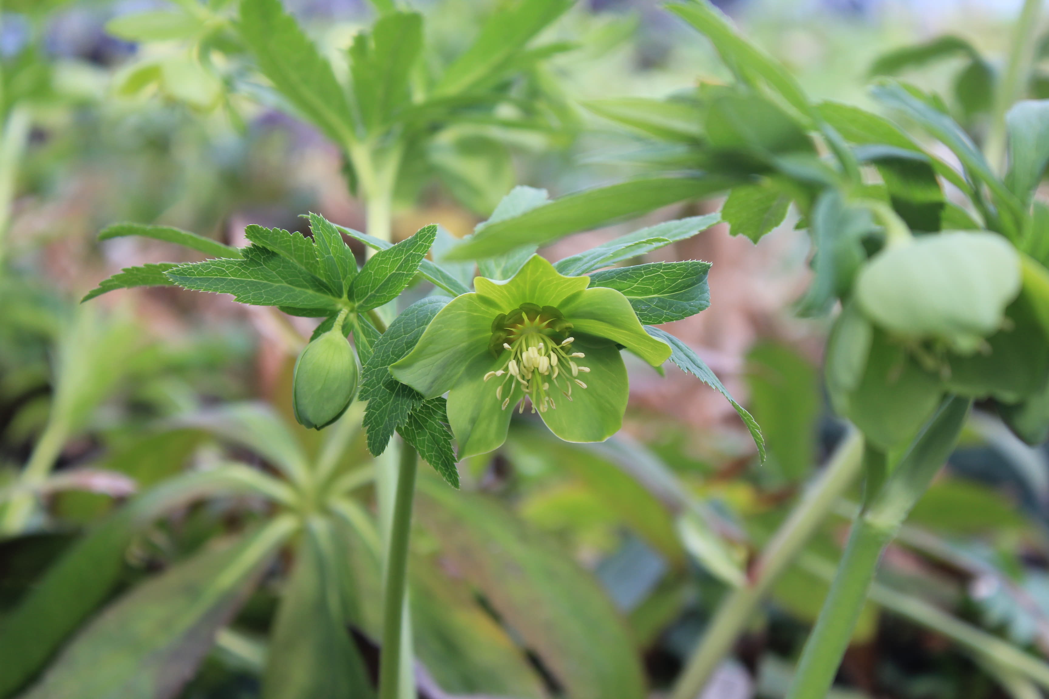 Helleborus odorus
