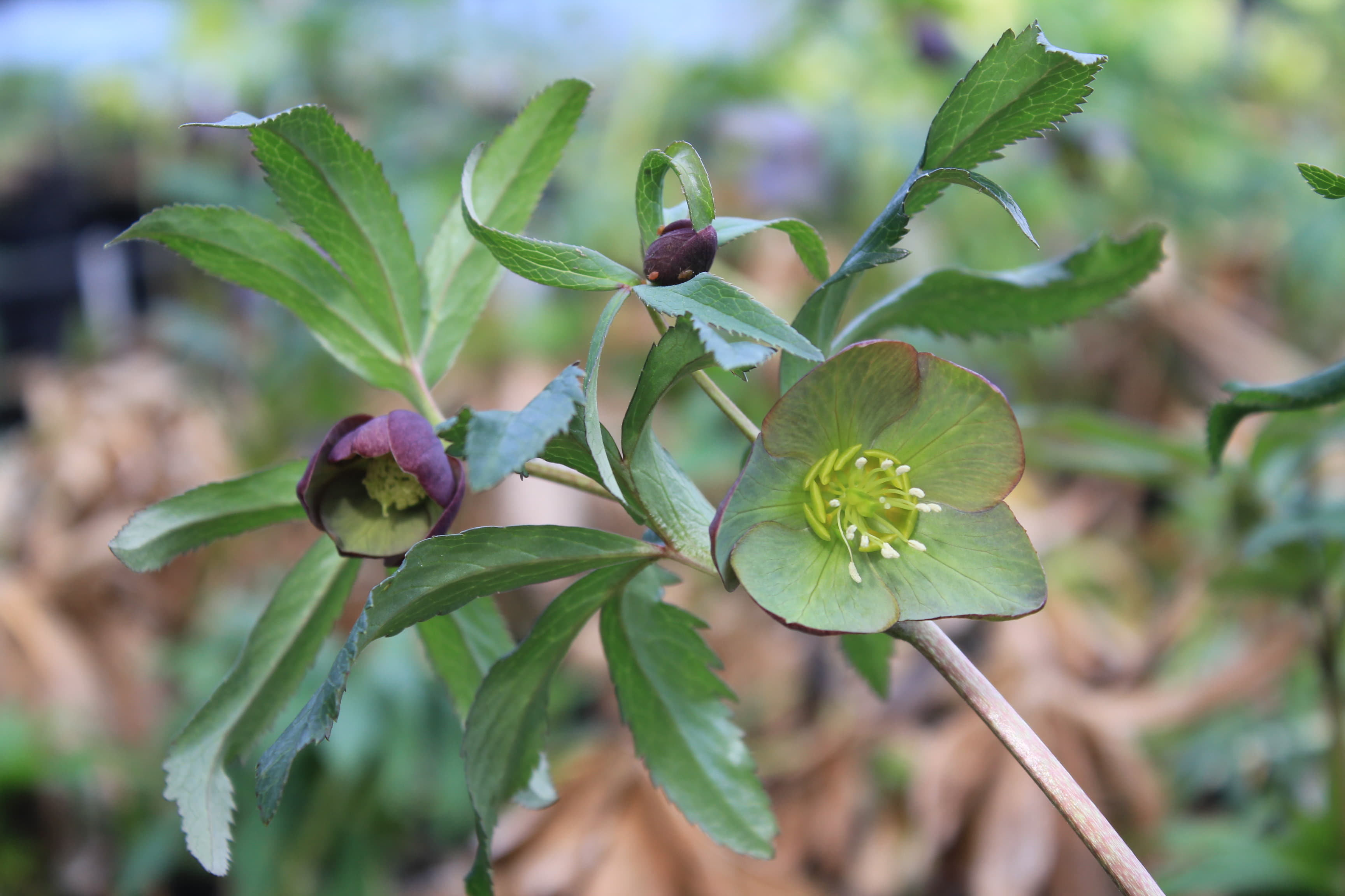 Helleborus atrorubens