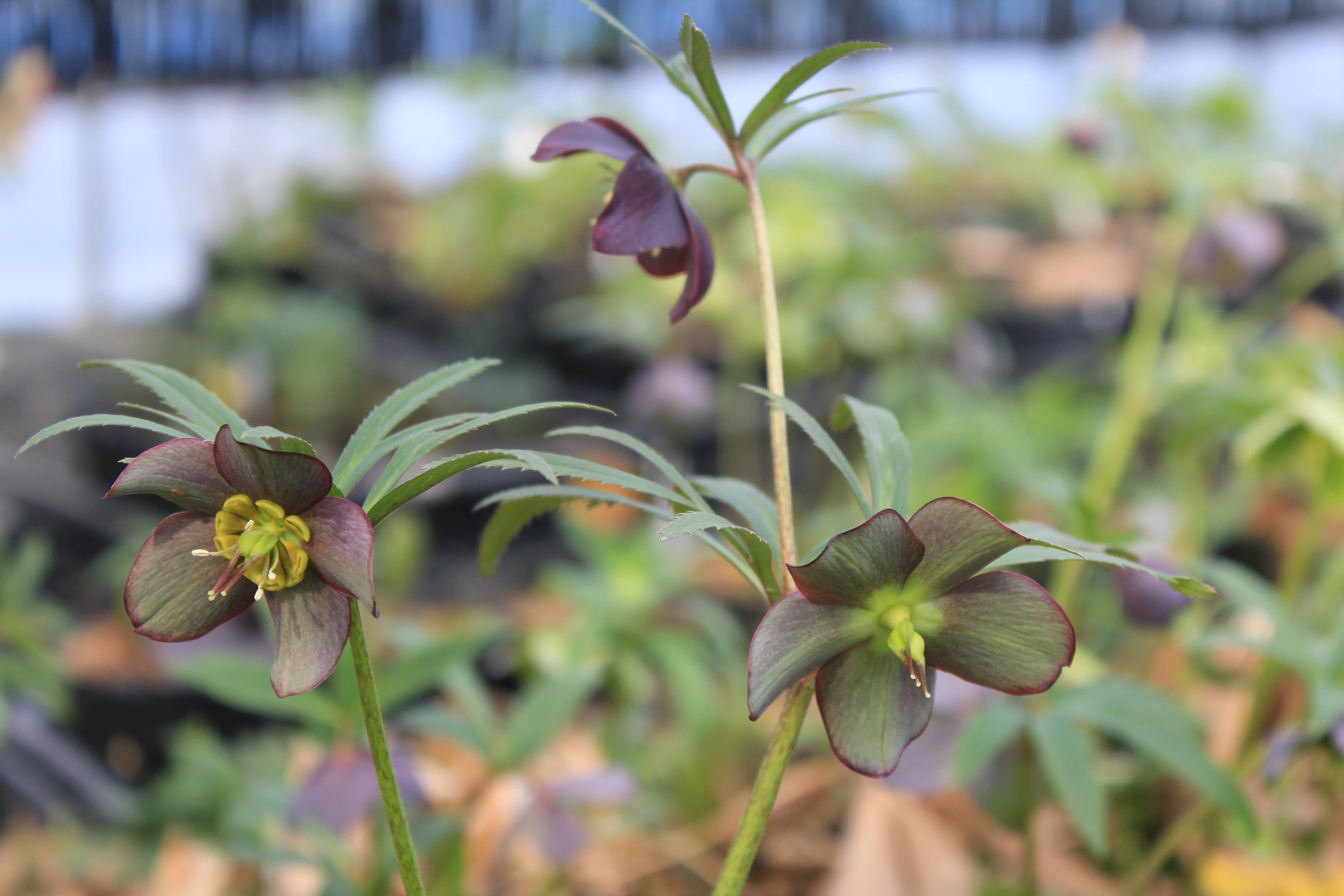 Helleborus atrorubens
