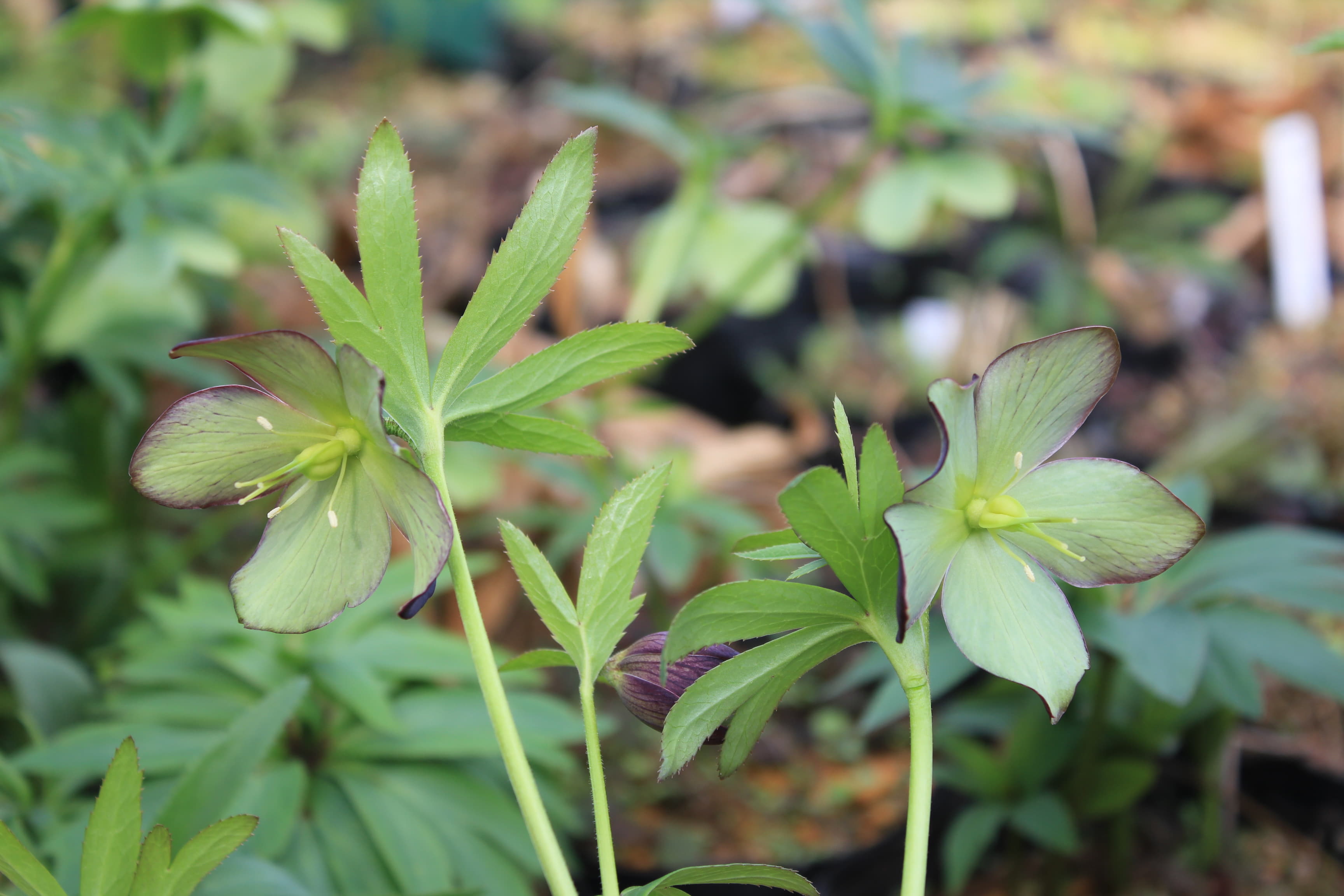 Helleborus serbicus