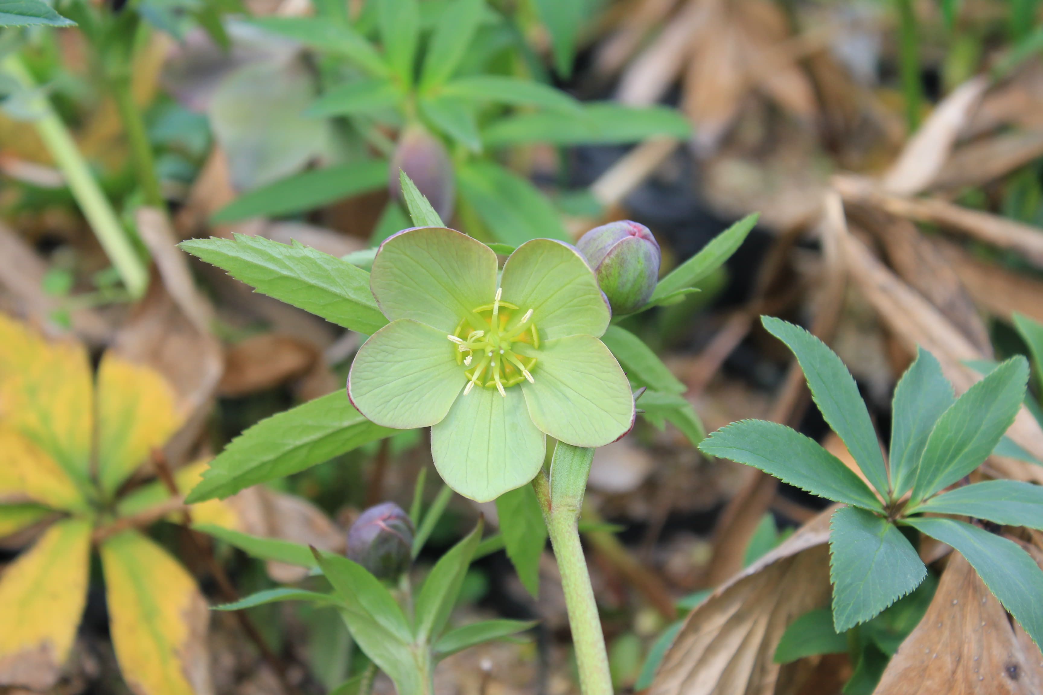 Helleborus serbicus