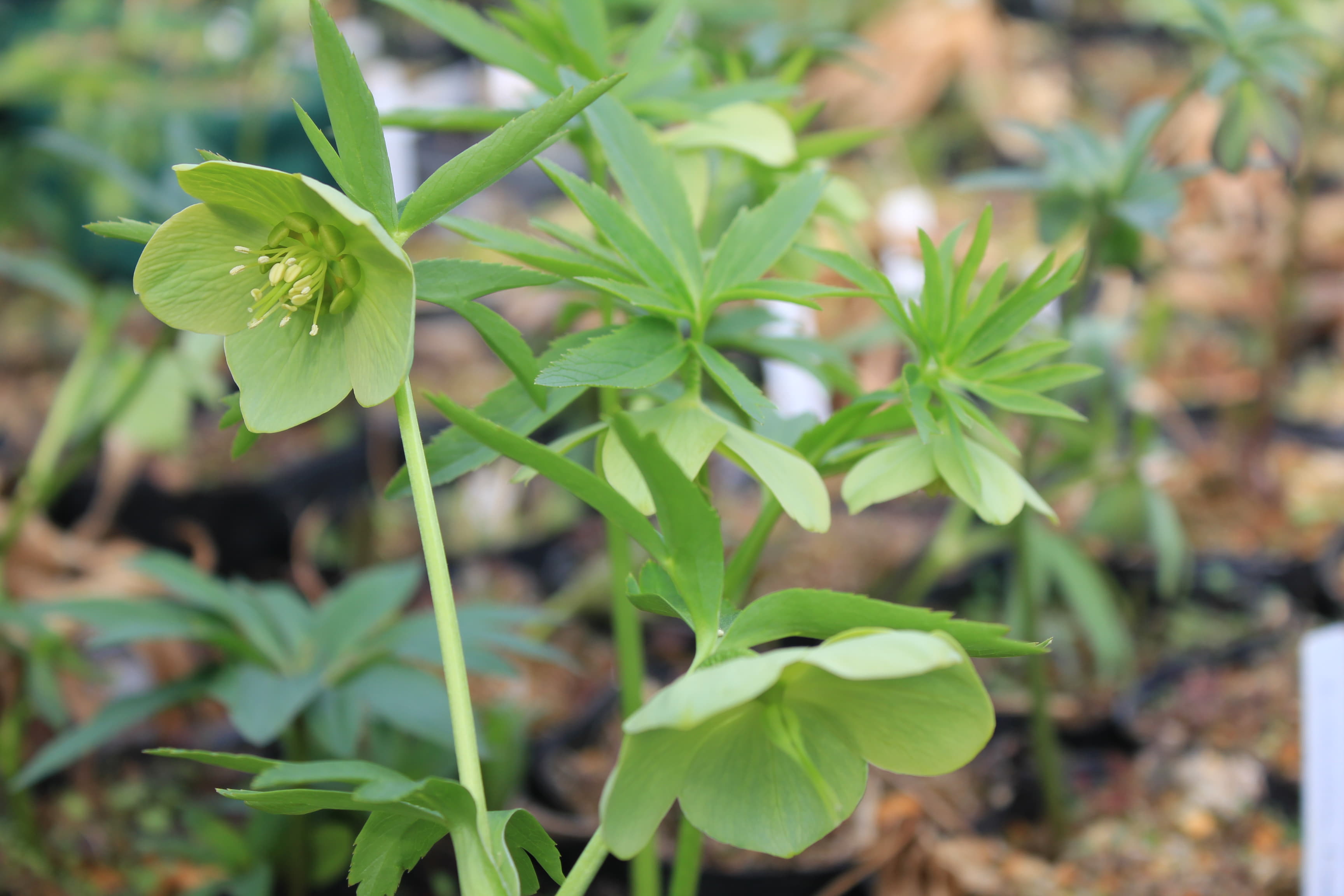 Helleborus torquatus