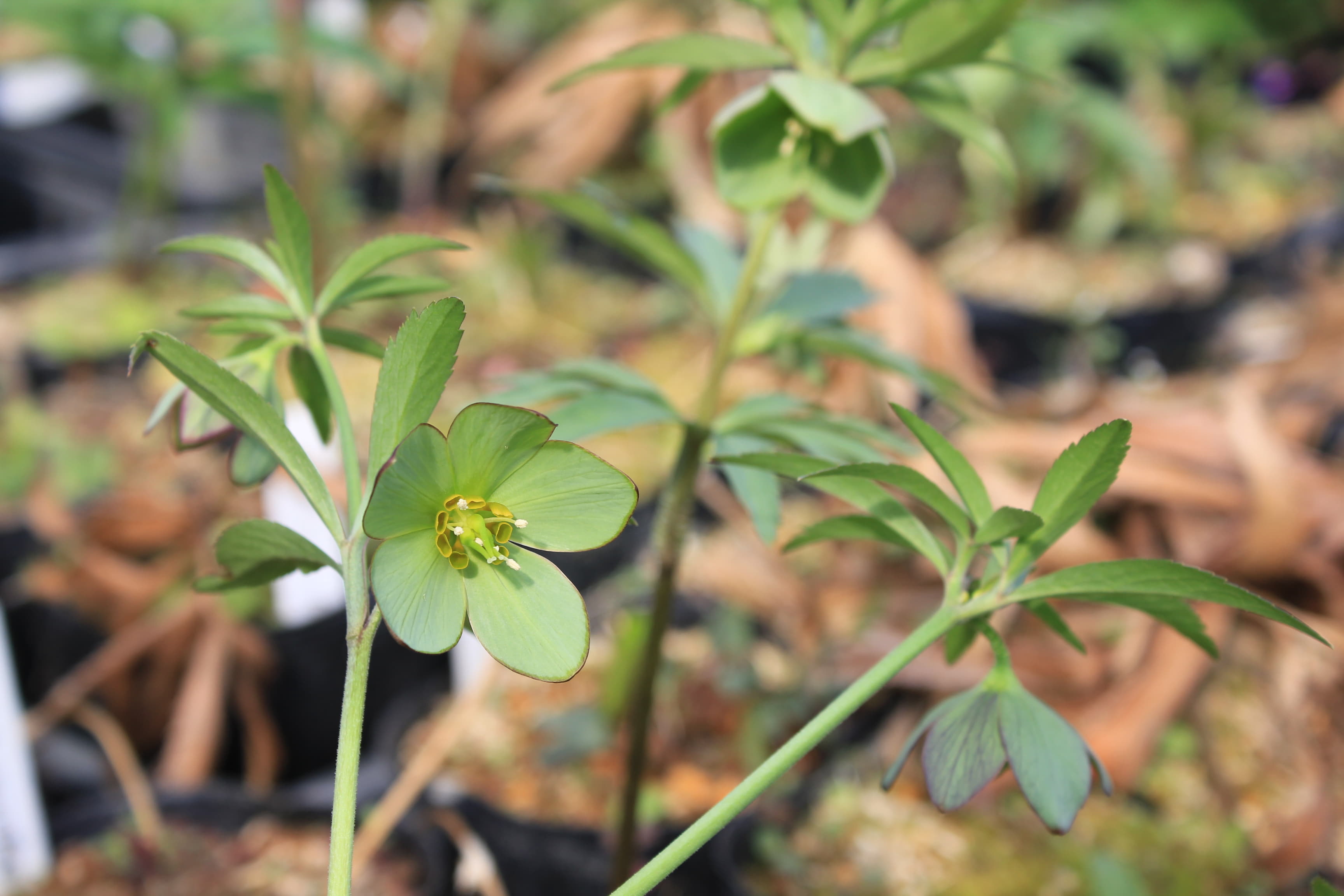 Helleborus torquatus