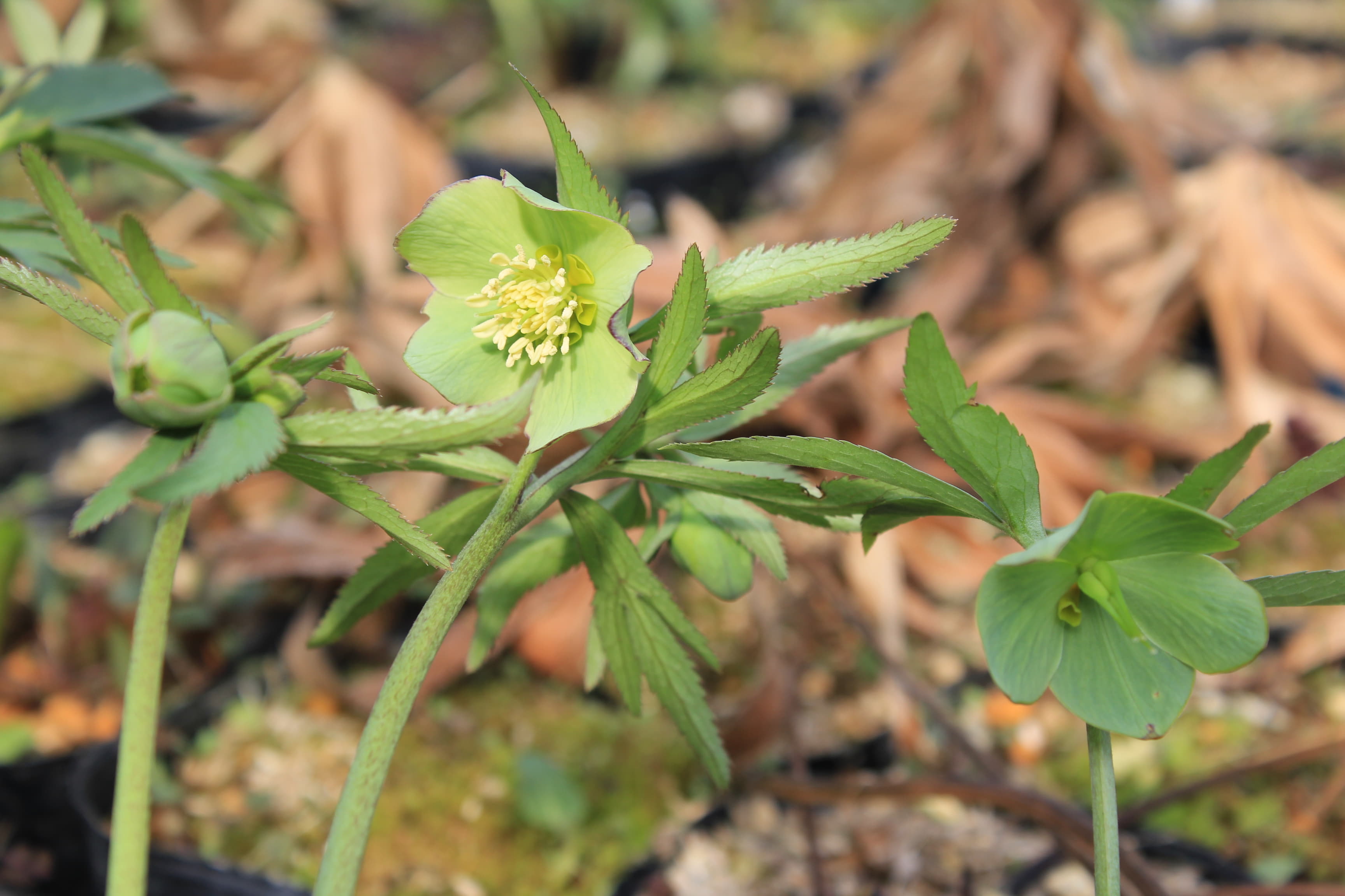 Helleborus torquatus