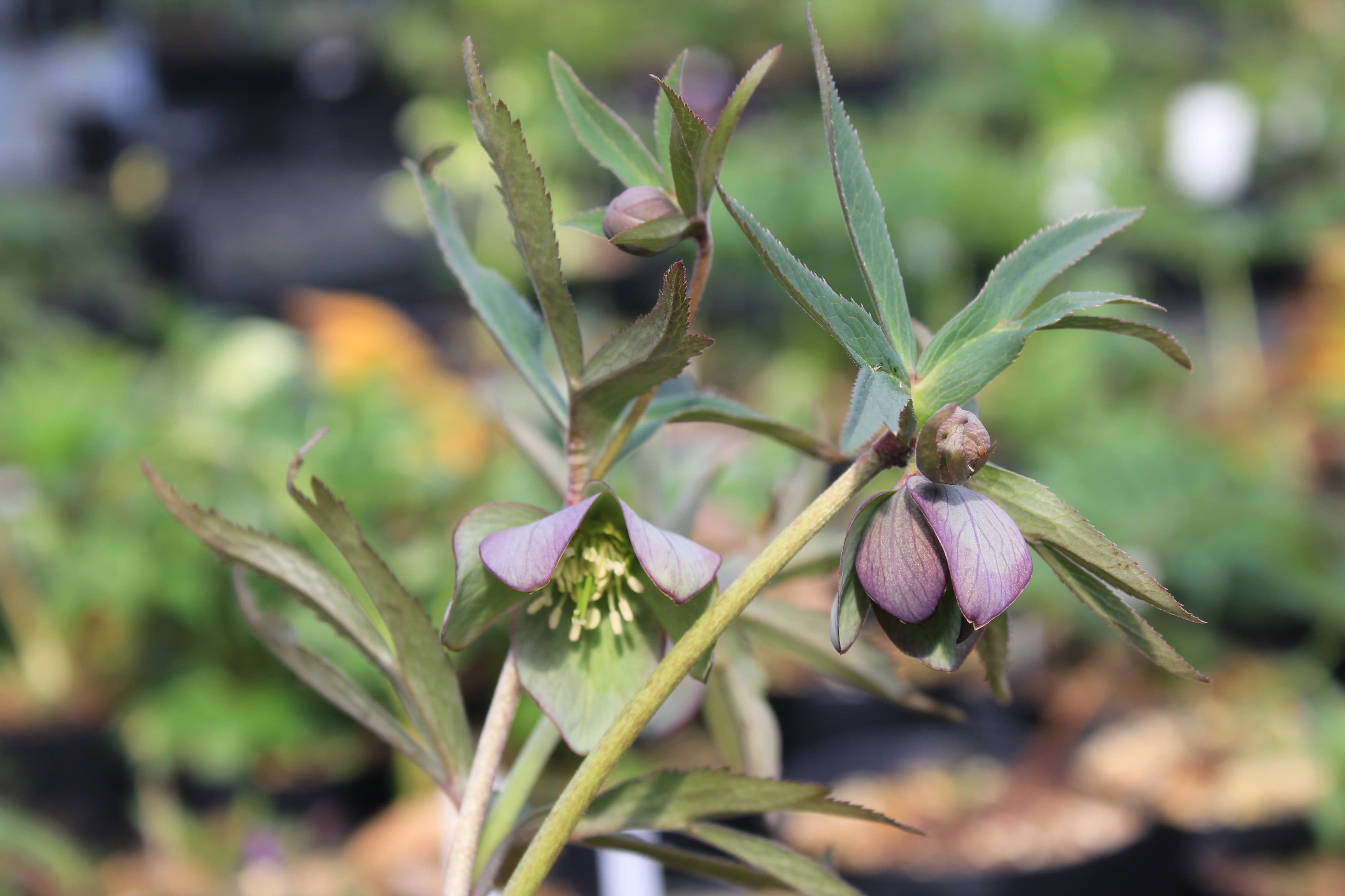 Helleborus torquatus