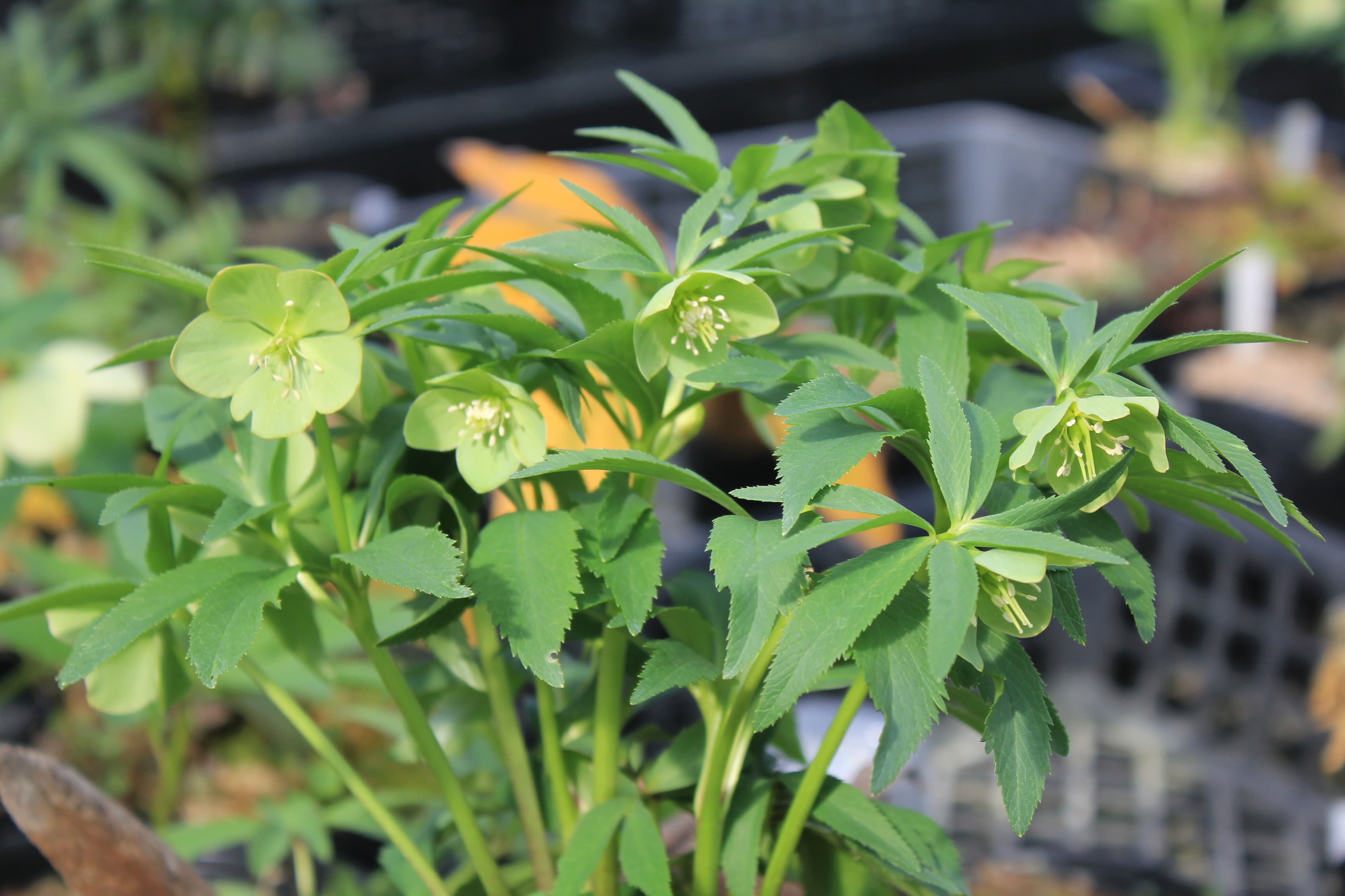 Helleborus dumetorum