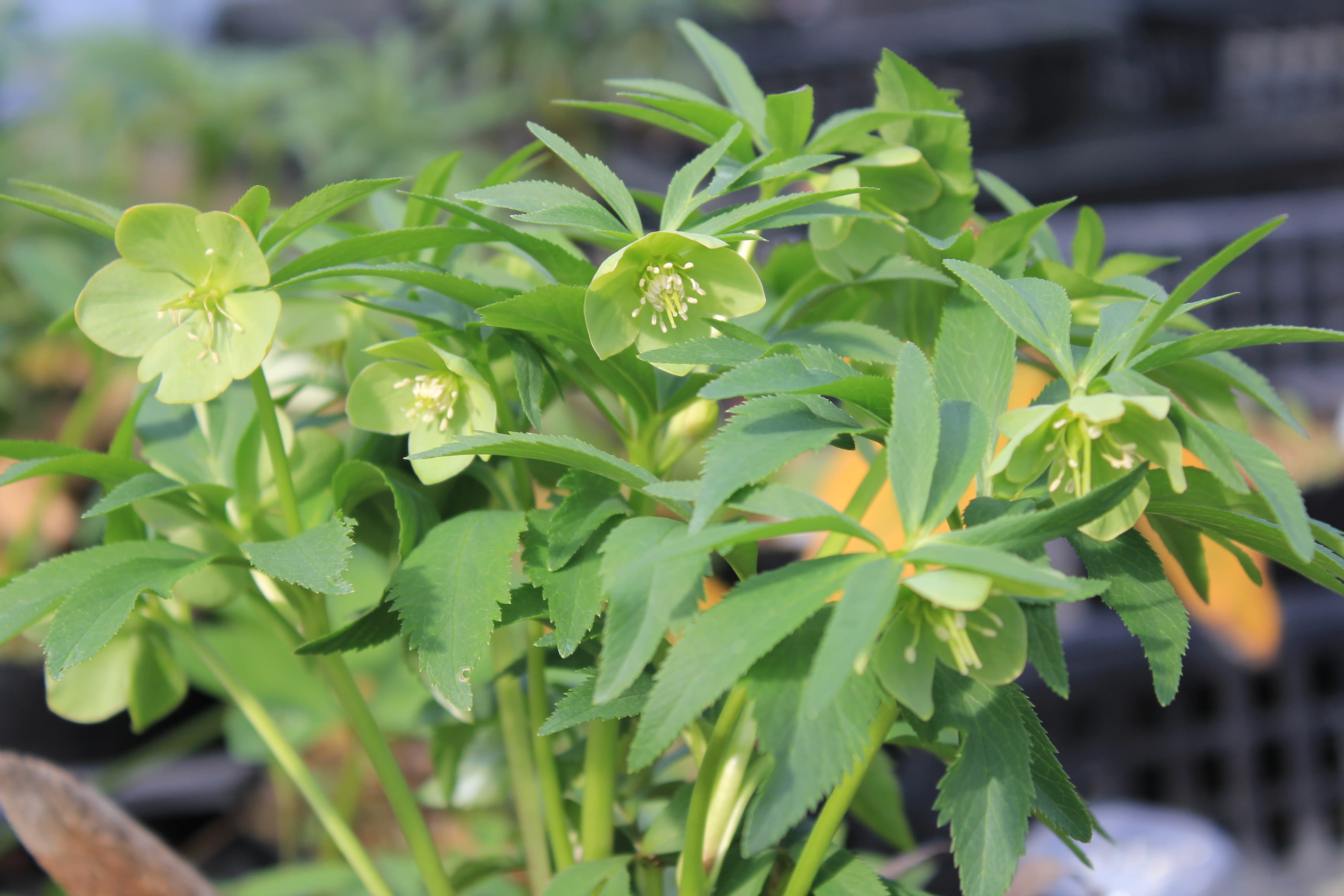 Helleborus dumetorum