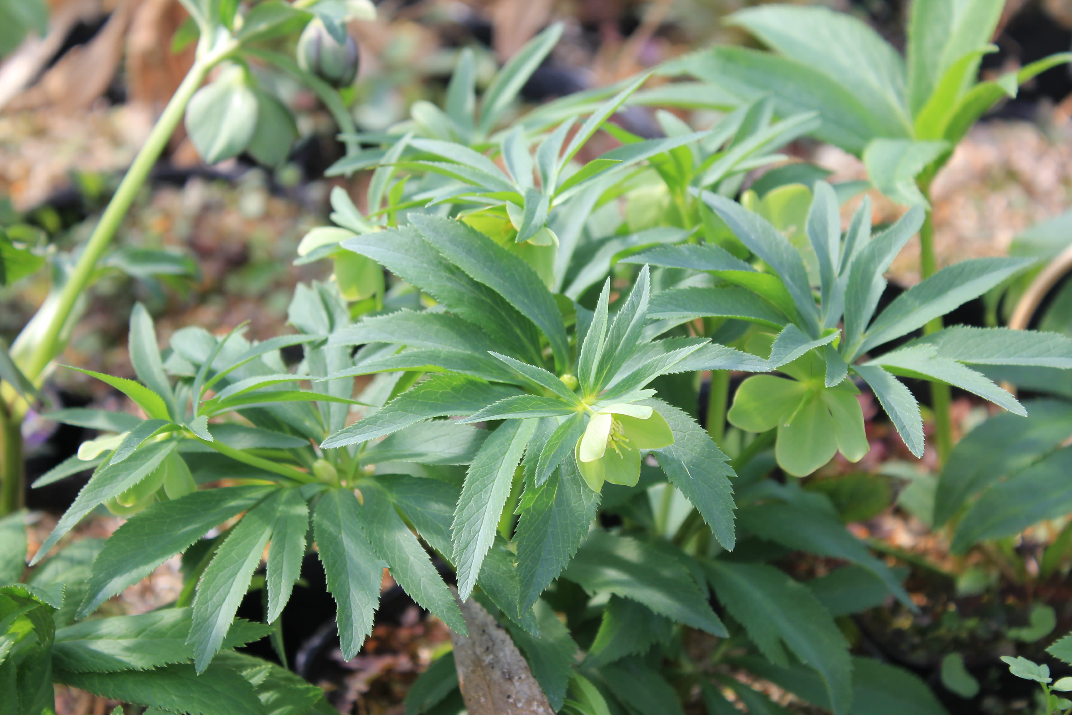 Helleborus dumetorum