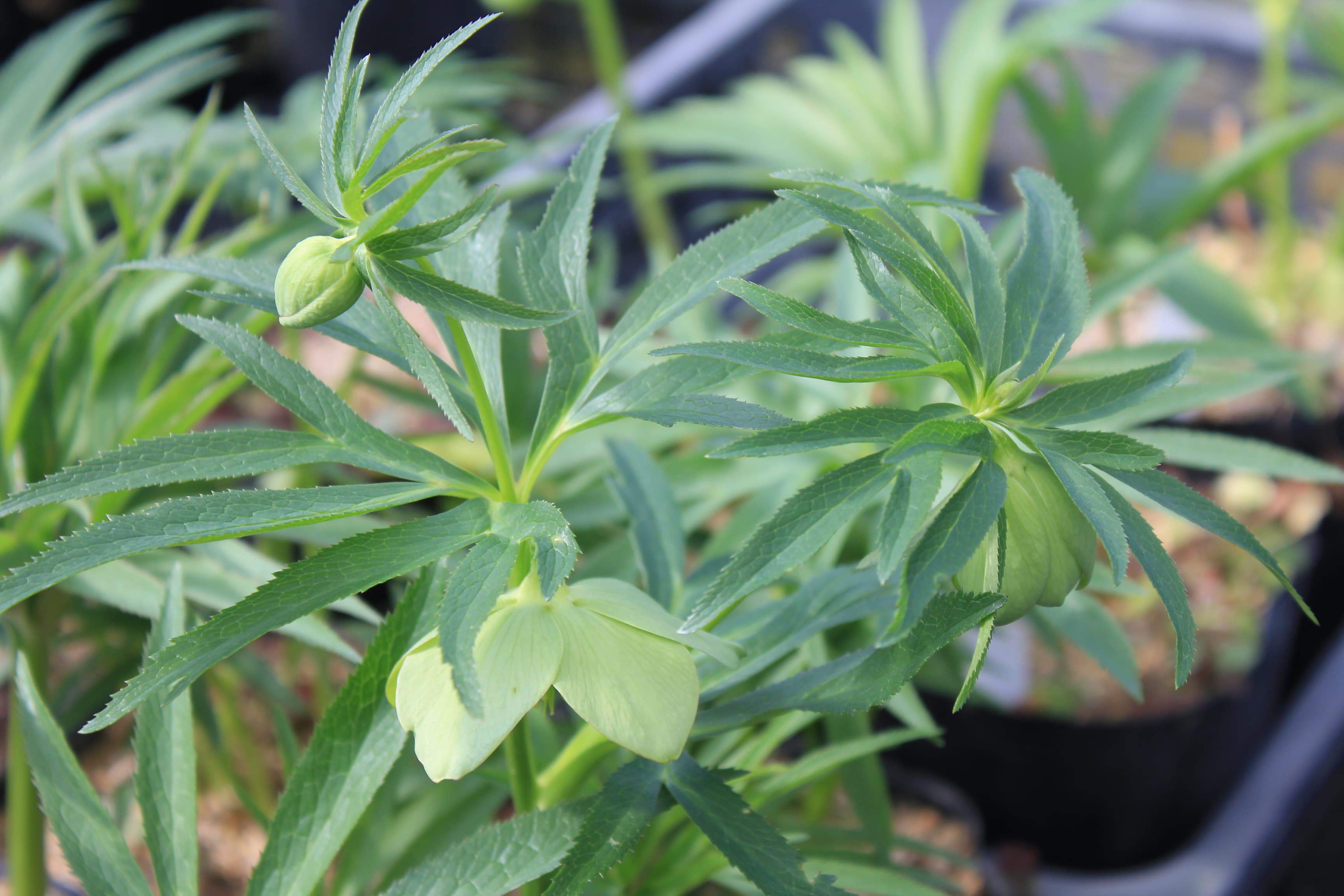 Helleborus abruzzicus