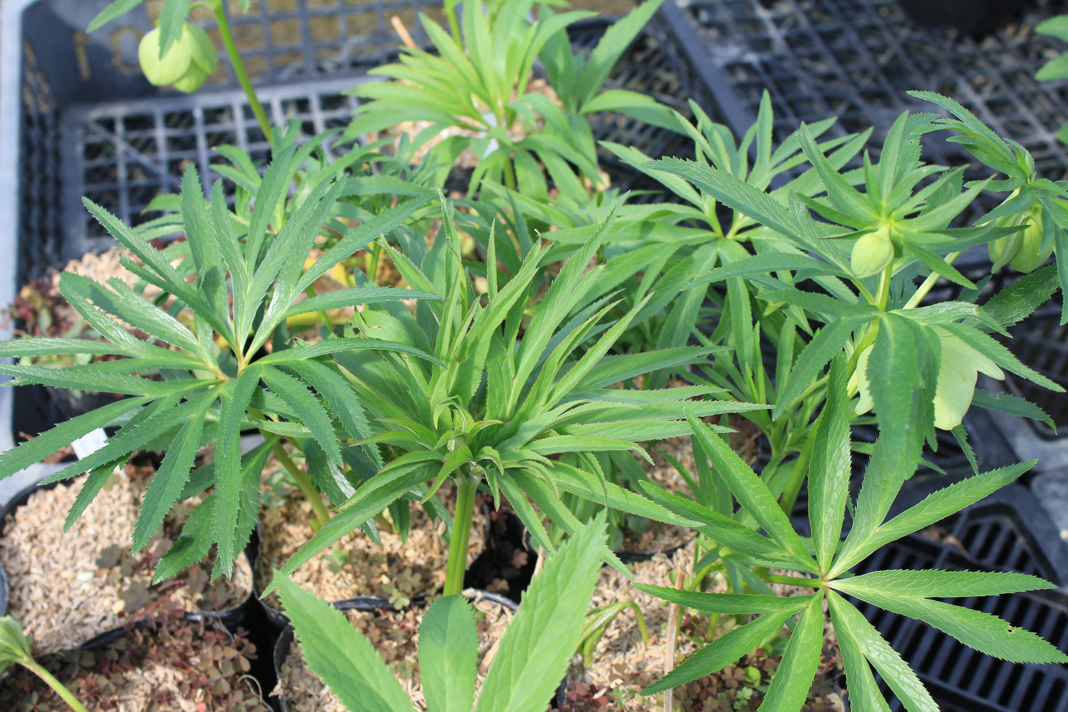 Helleborus abruzzicus