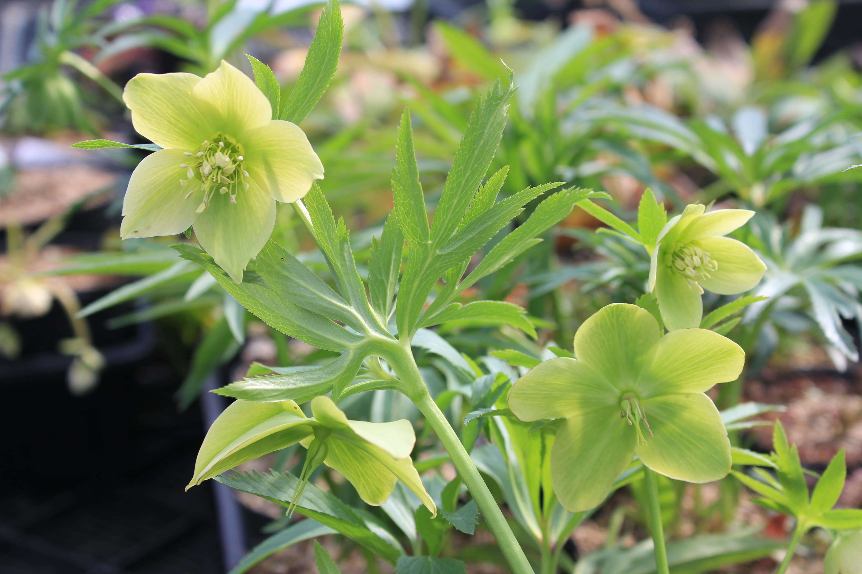 Helleborus abruzzicus