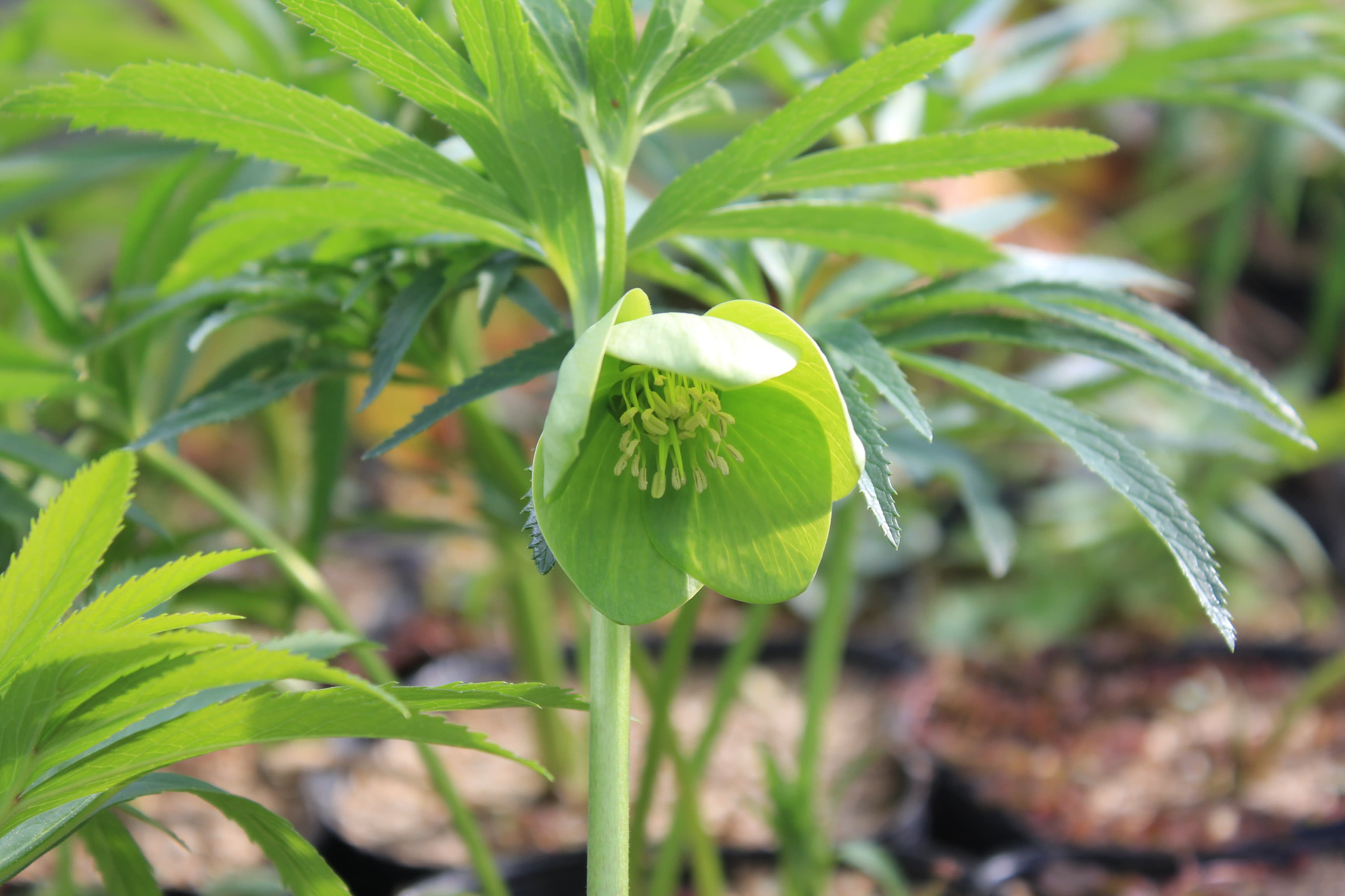 Helleborus abruzzicus