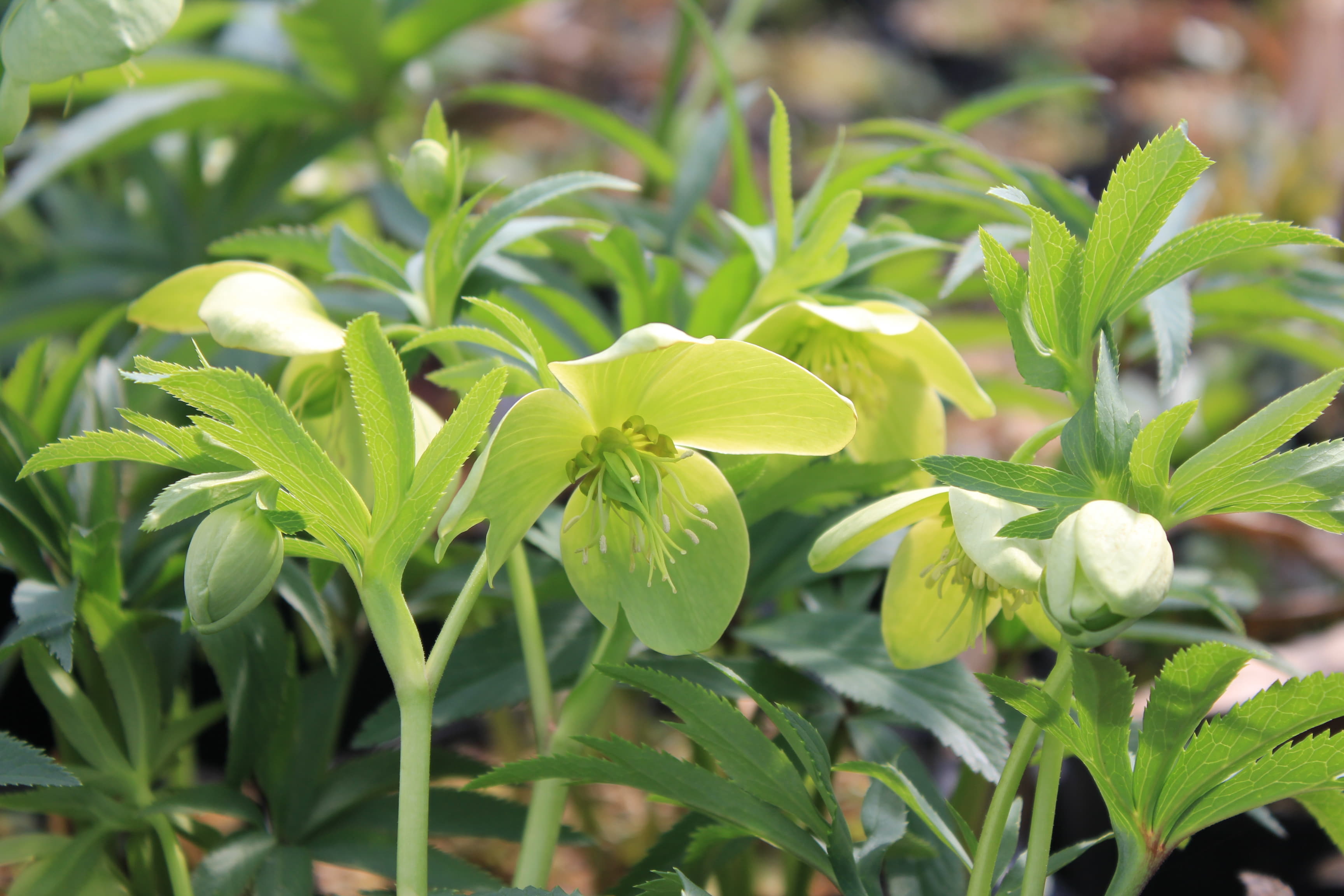Helleborus abruzzicus