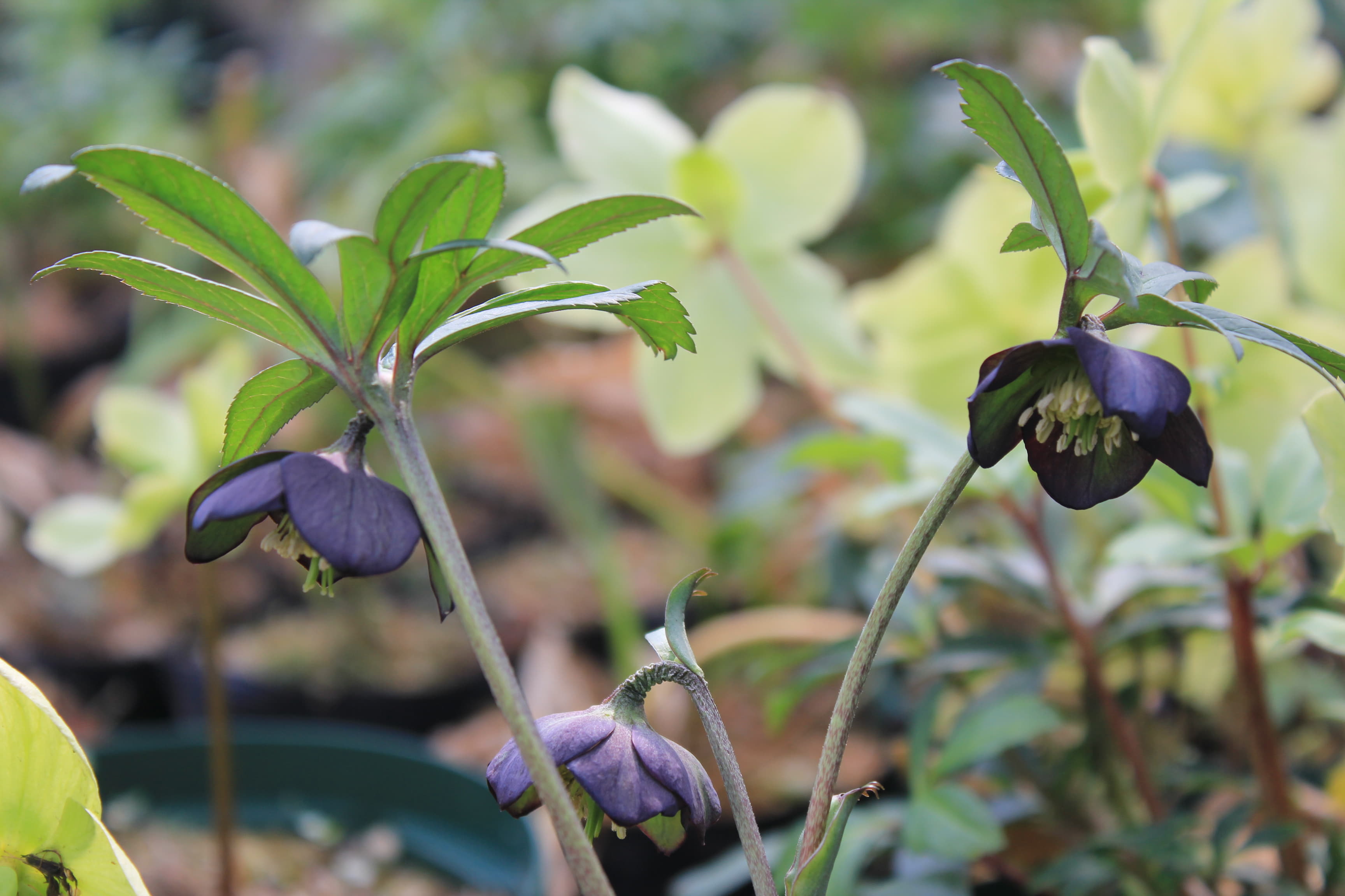 Helleborus atrorubens