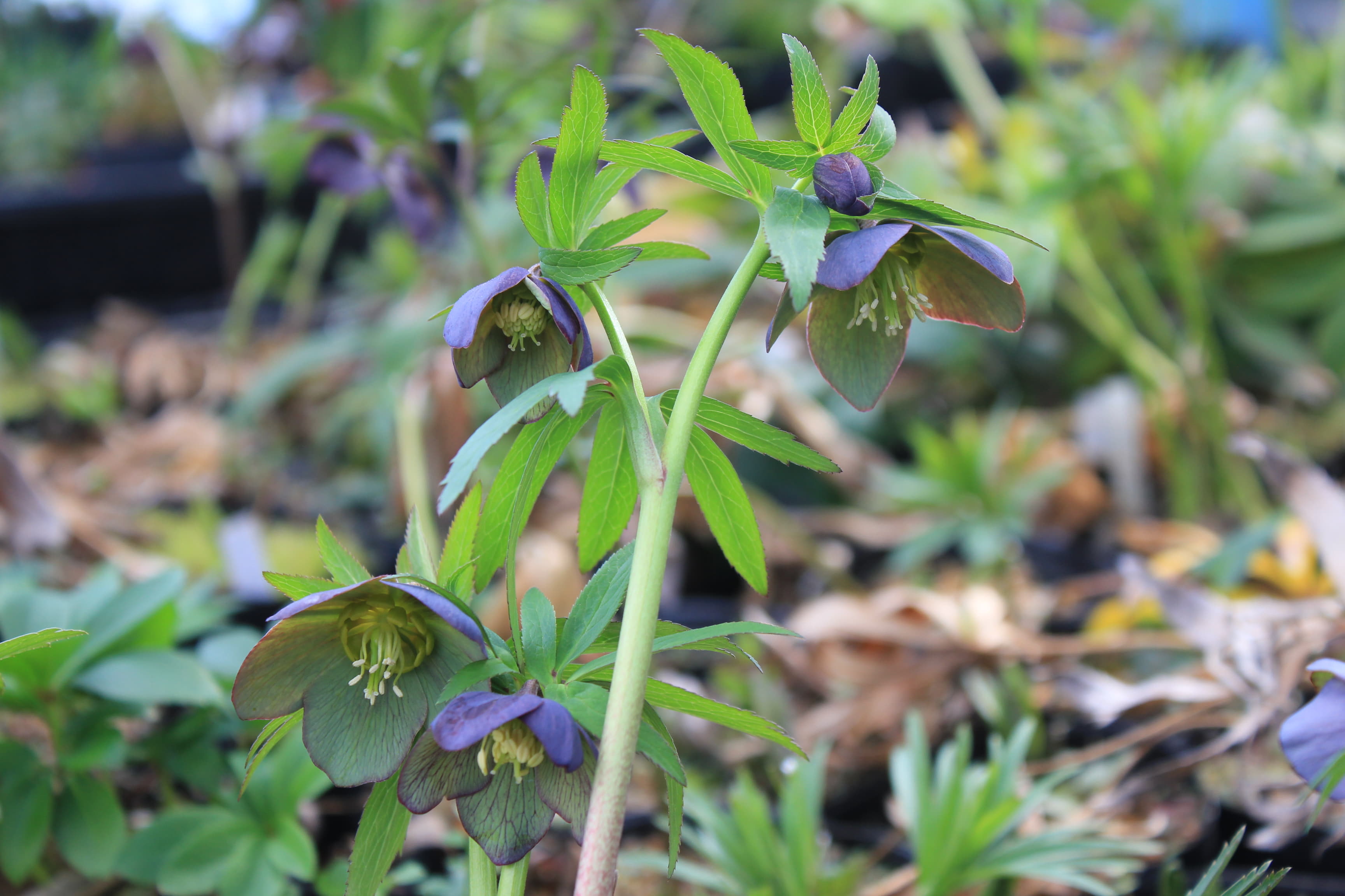 Helleborus serbicus