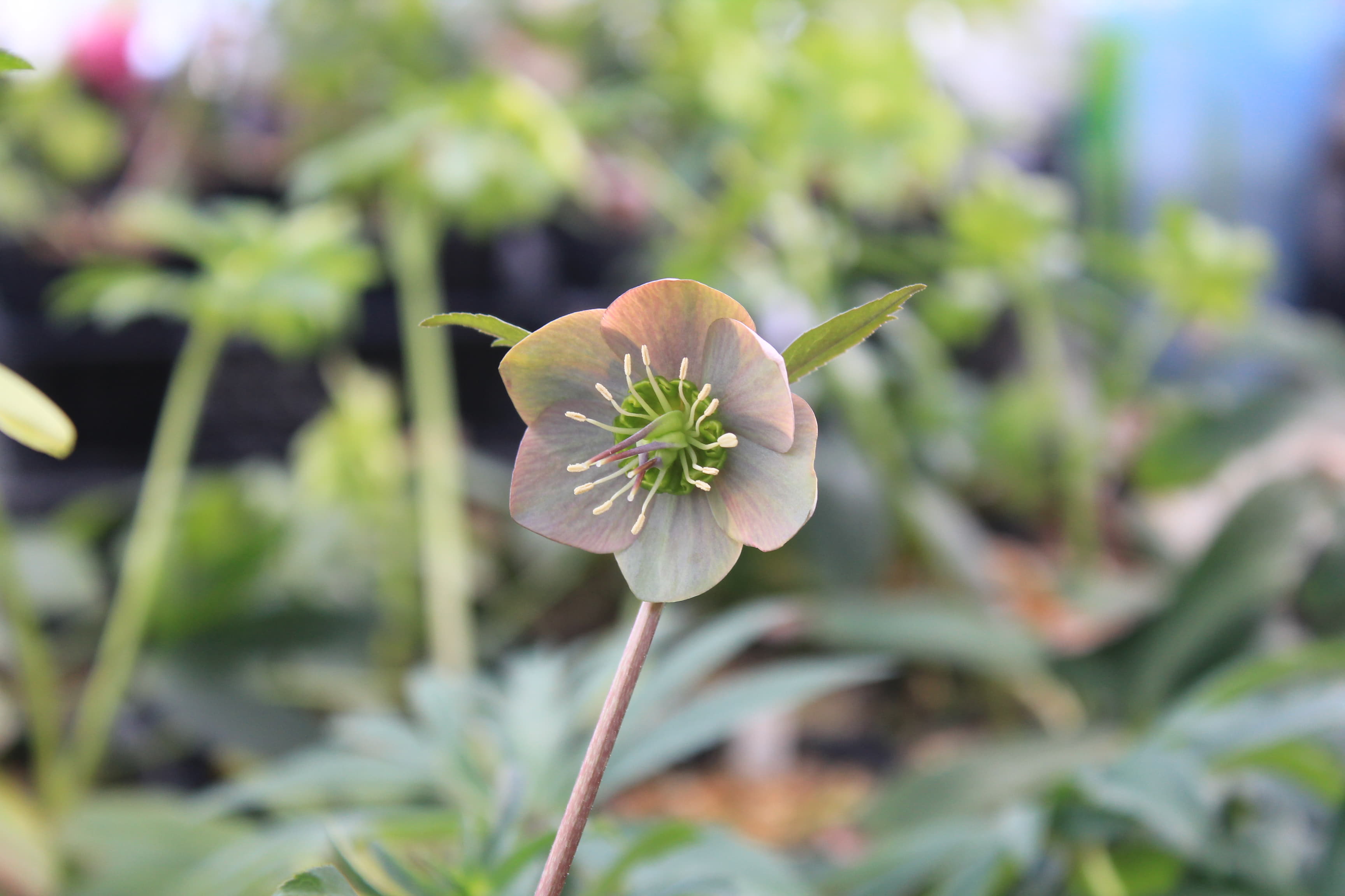 Helleborus purpurascens