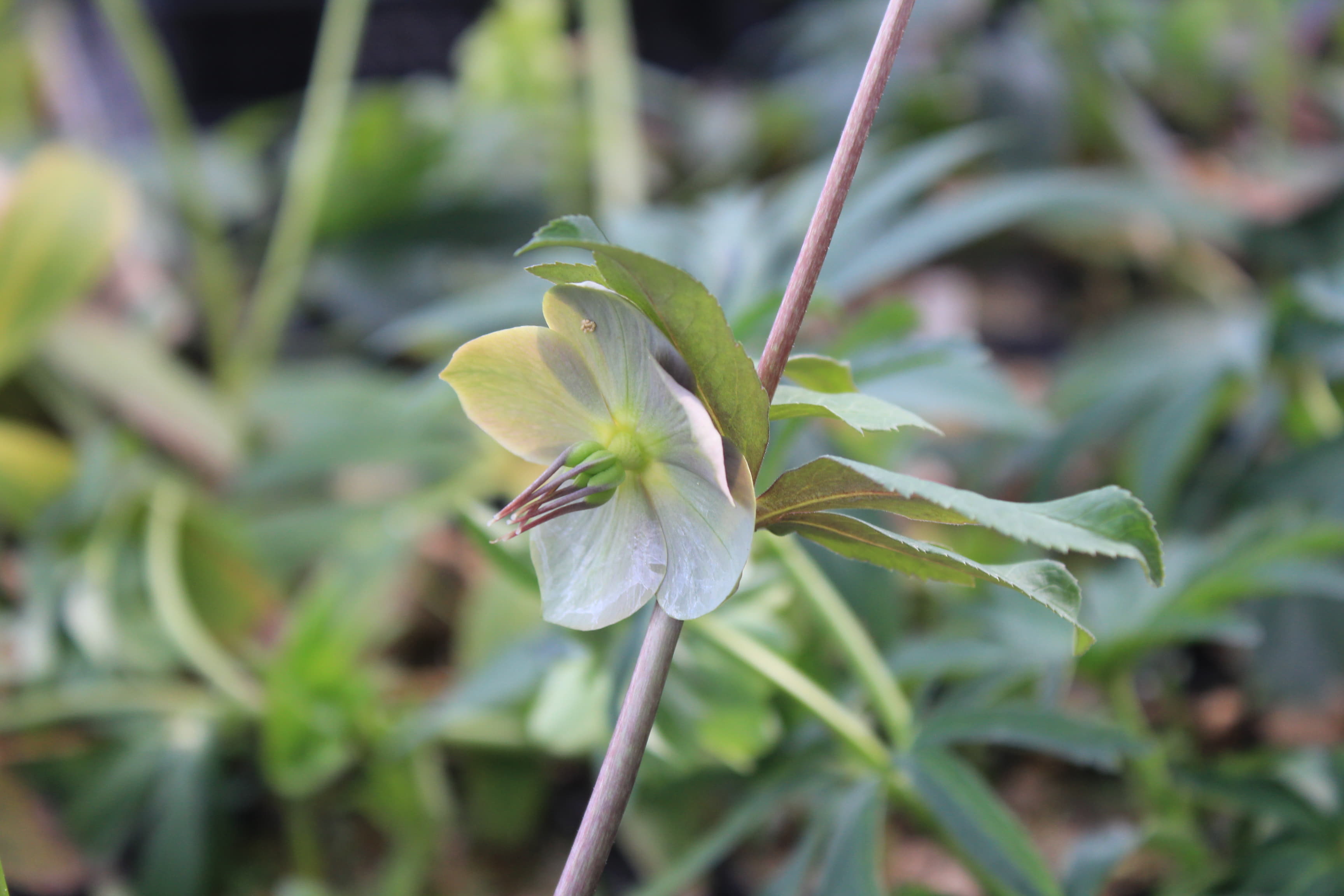 Helleborus purpurascens