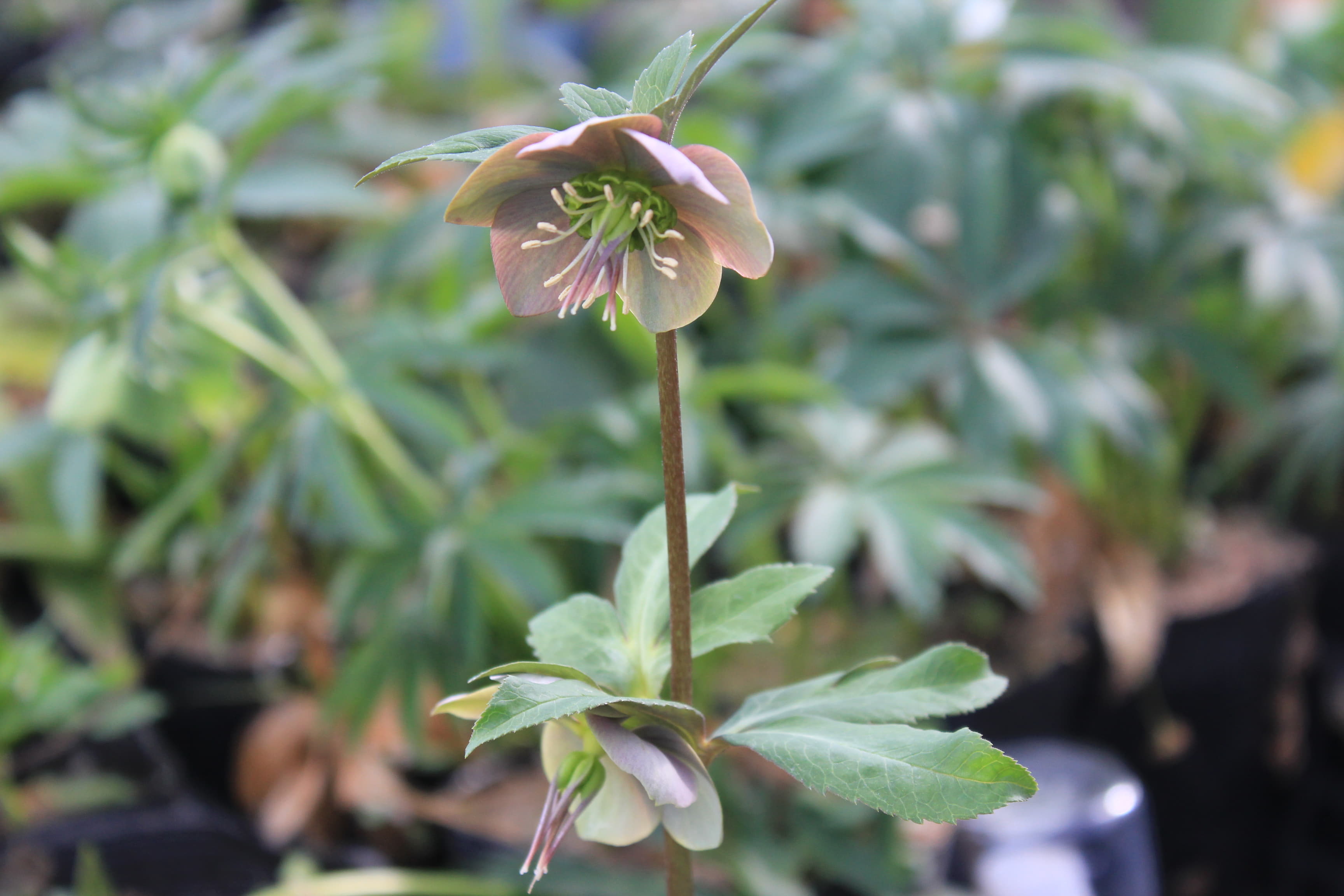 Helleborus purpurascens