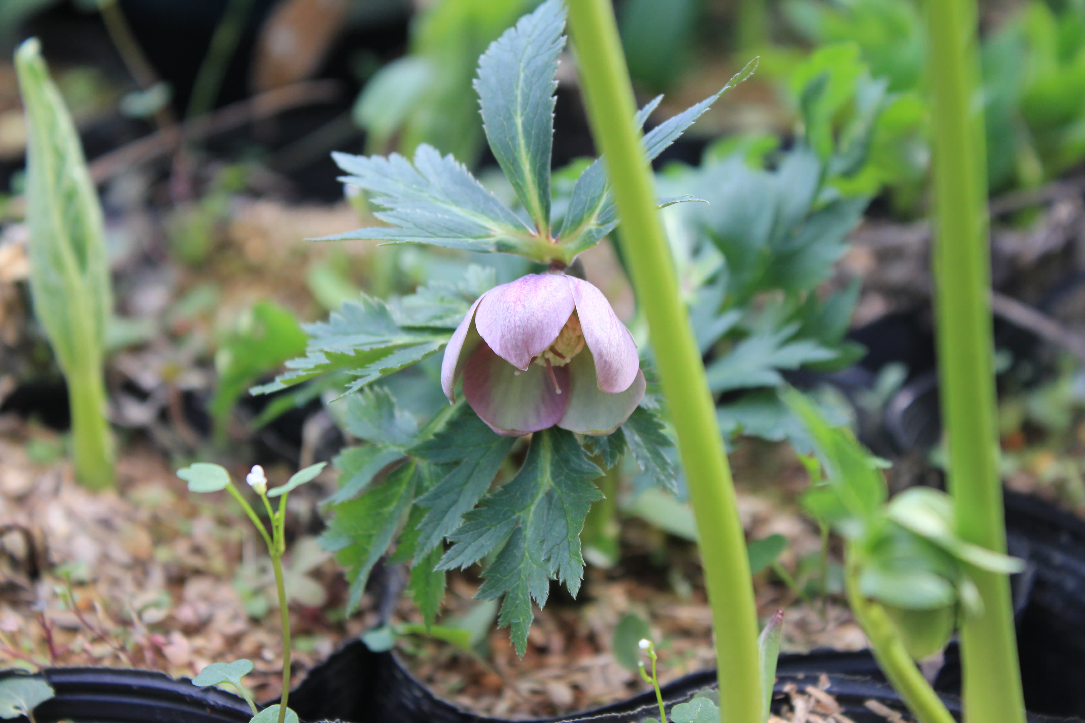 Helleborus purpurascens