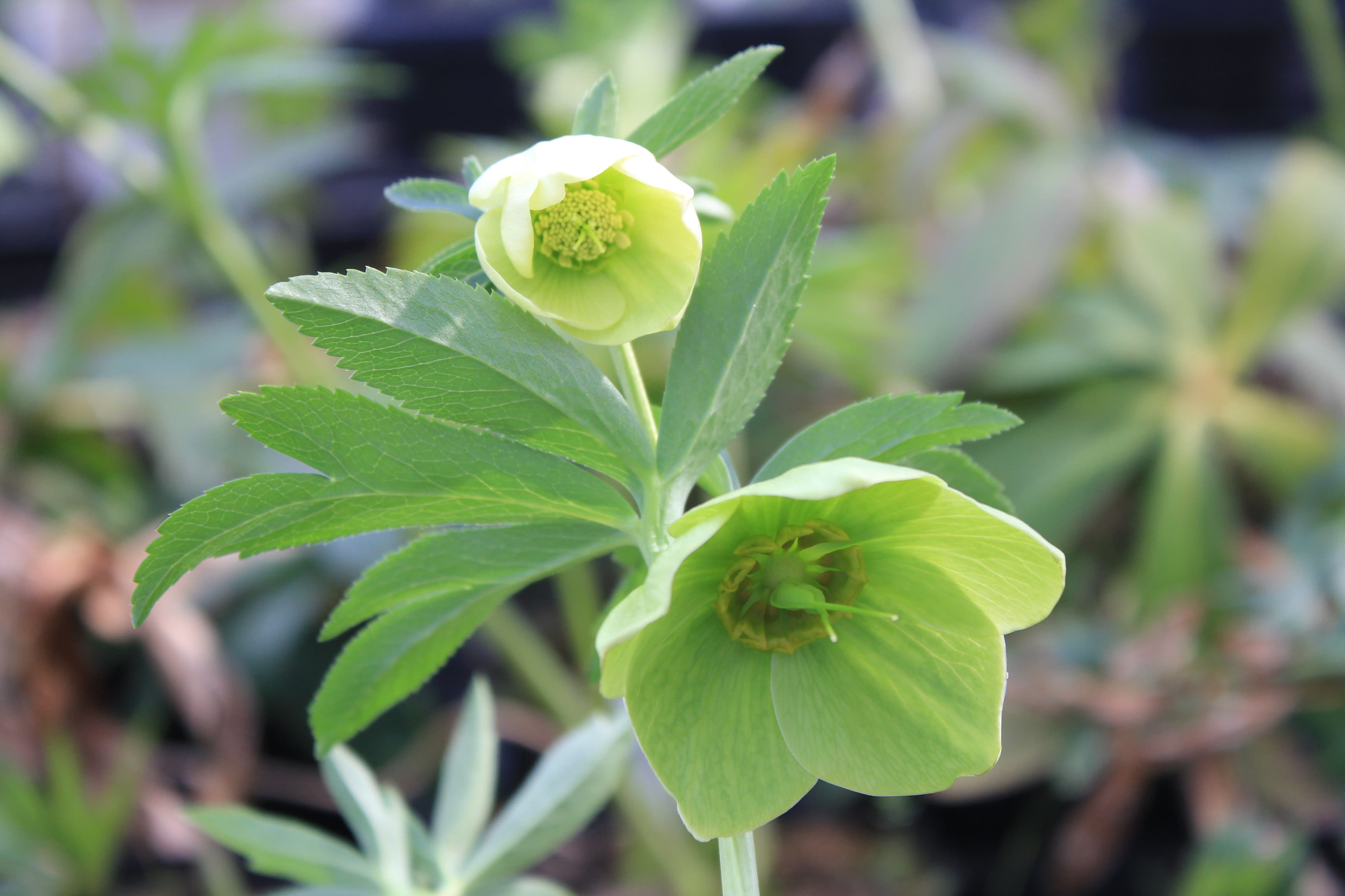 Helleborus purpurascens