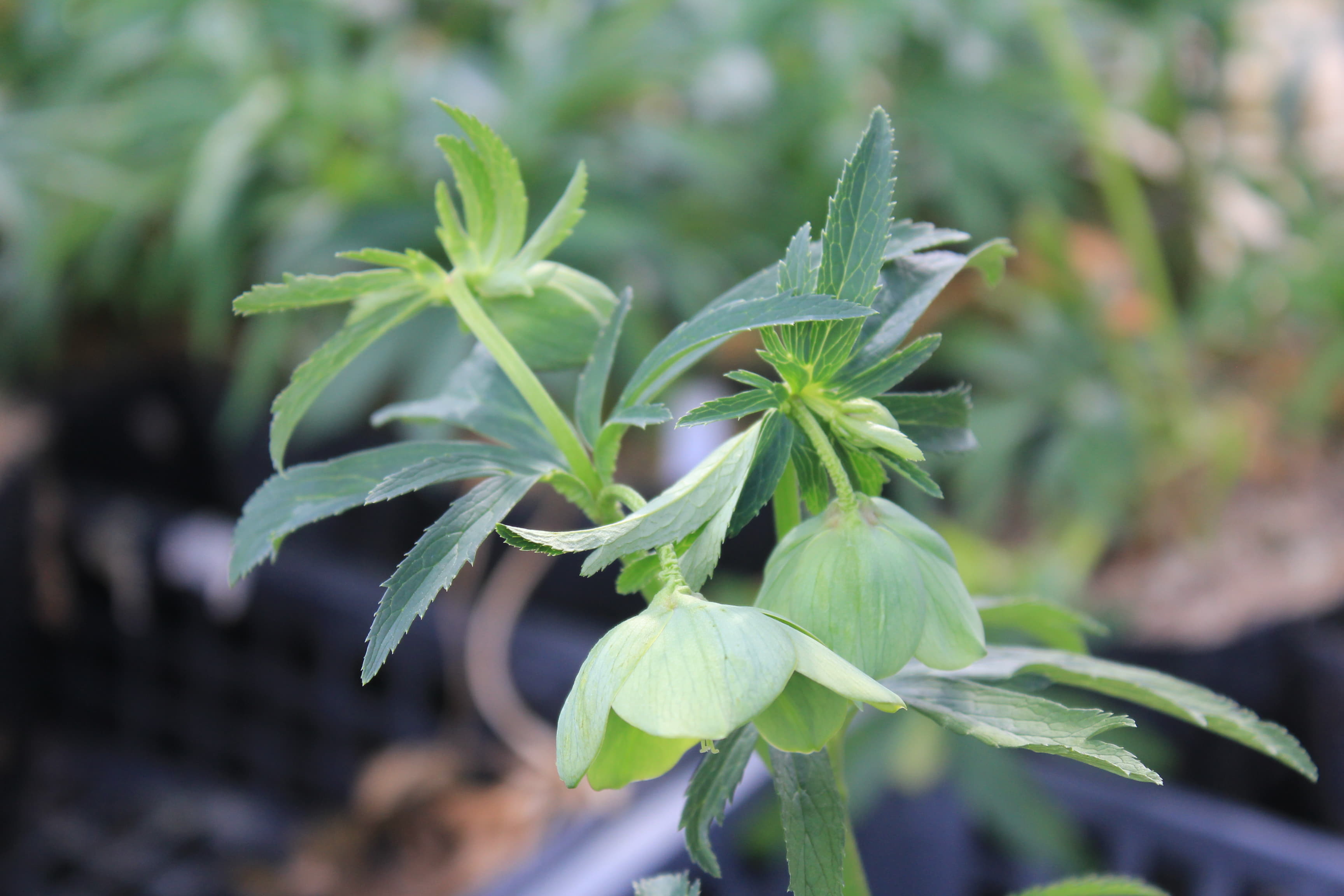 Helleborus occidentalis