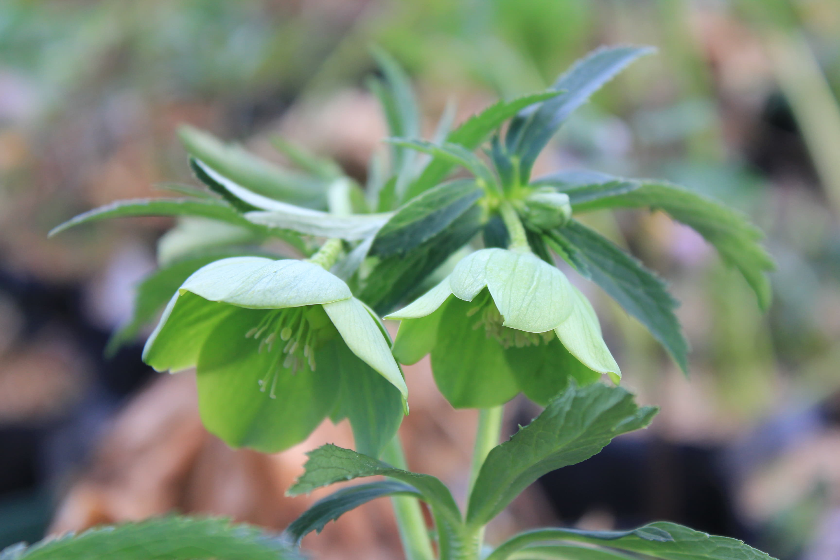 Helleborus occidentalis