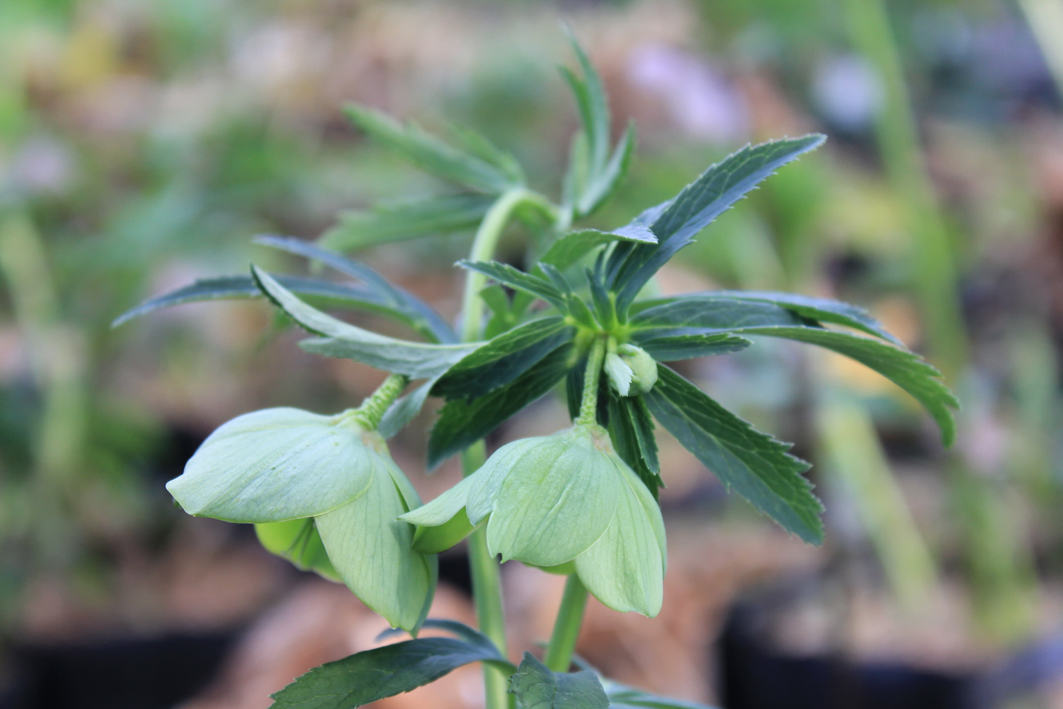 Helleborus occidentalis