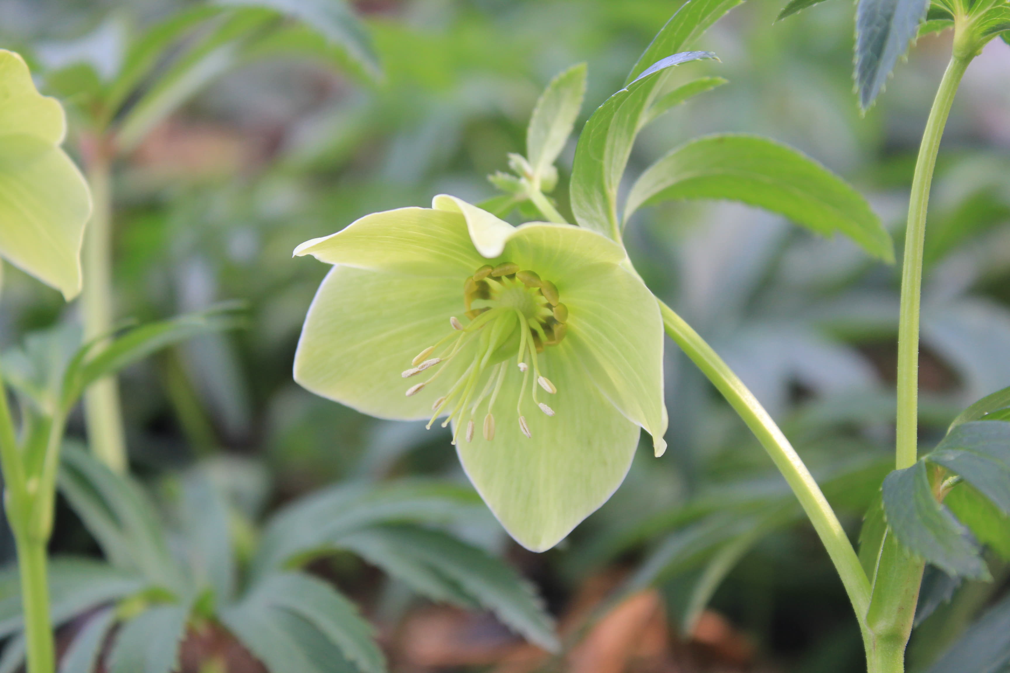 Helleborus bocconei