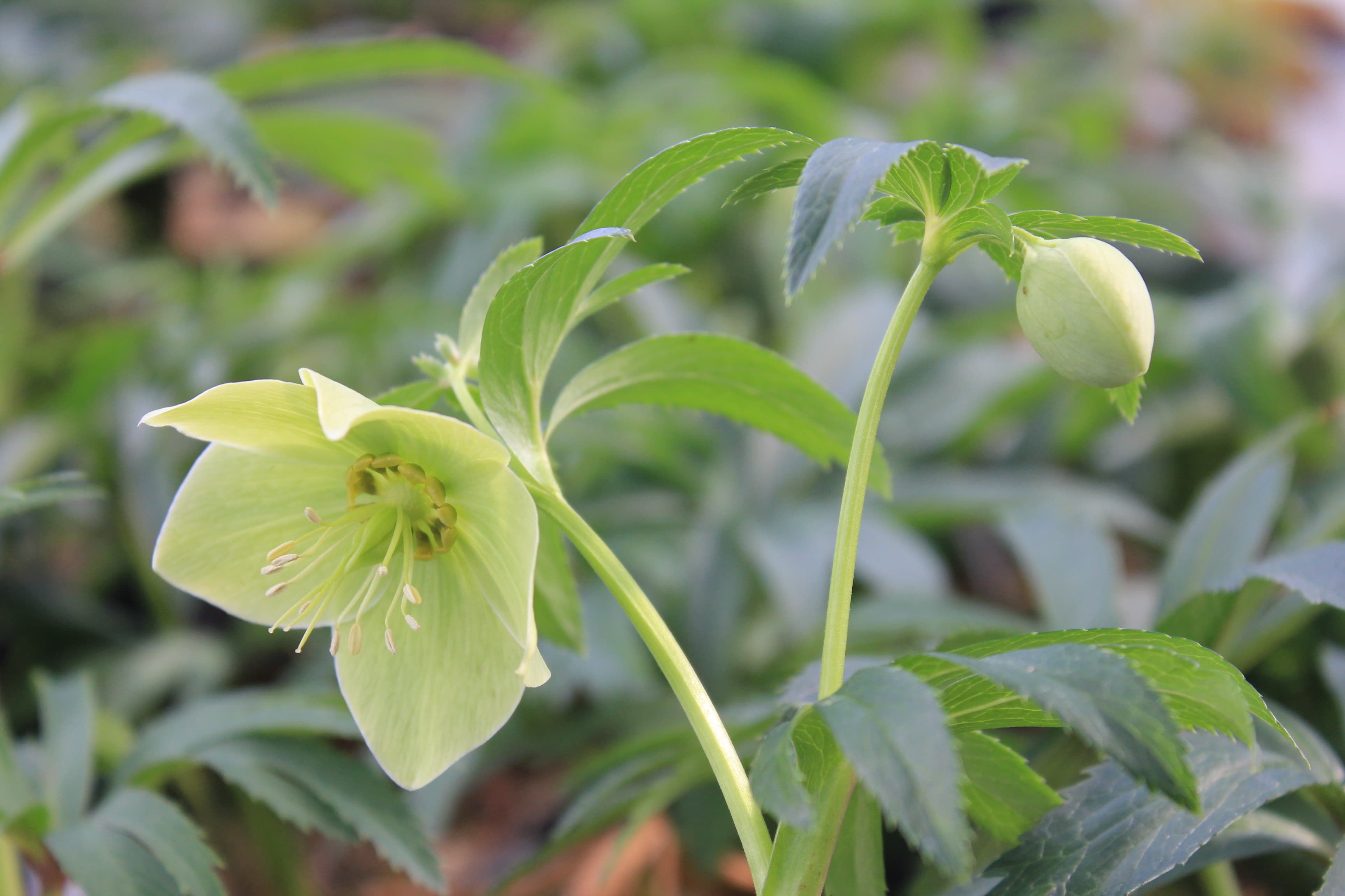 Helleborus bocconei