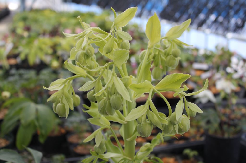 Helleborus foetidus 'Gold Bullion'