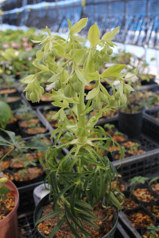 Helleborus foetidus 'Gold Bullion'