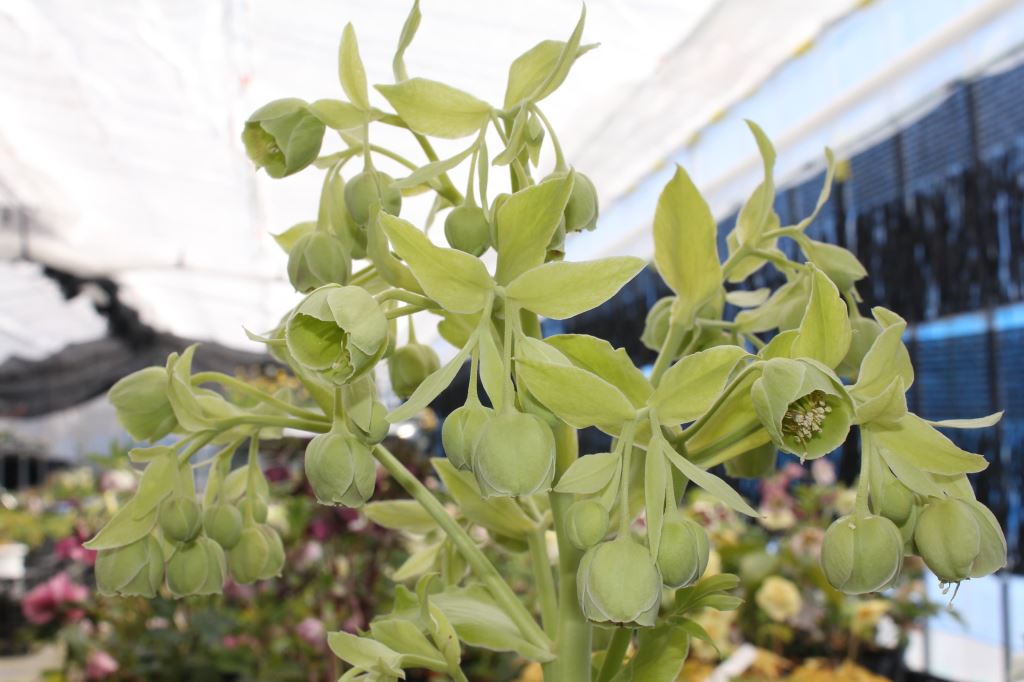 Helleborus foetidus 'Gold Bullion'