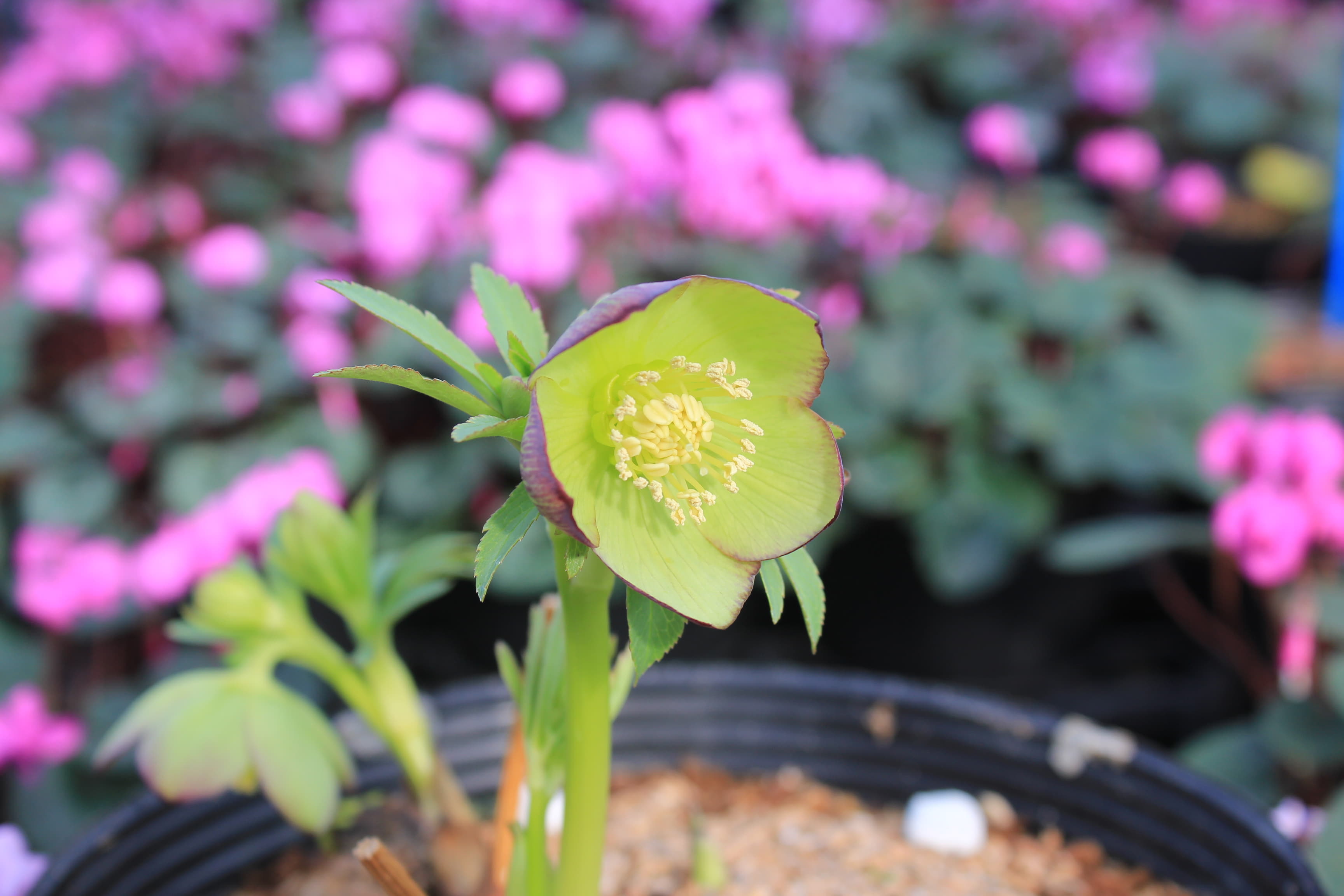 Helleborus serbicus