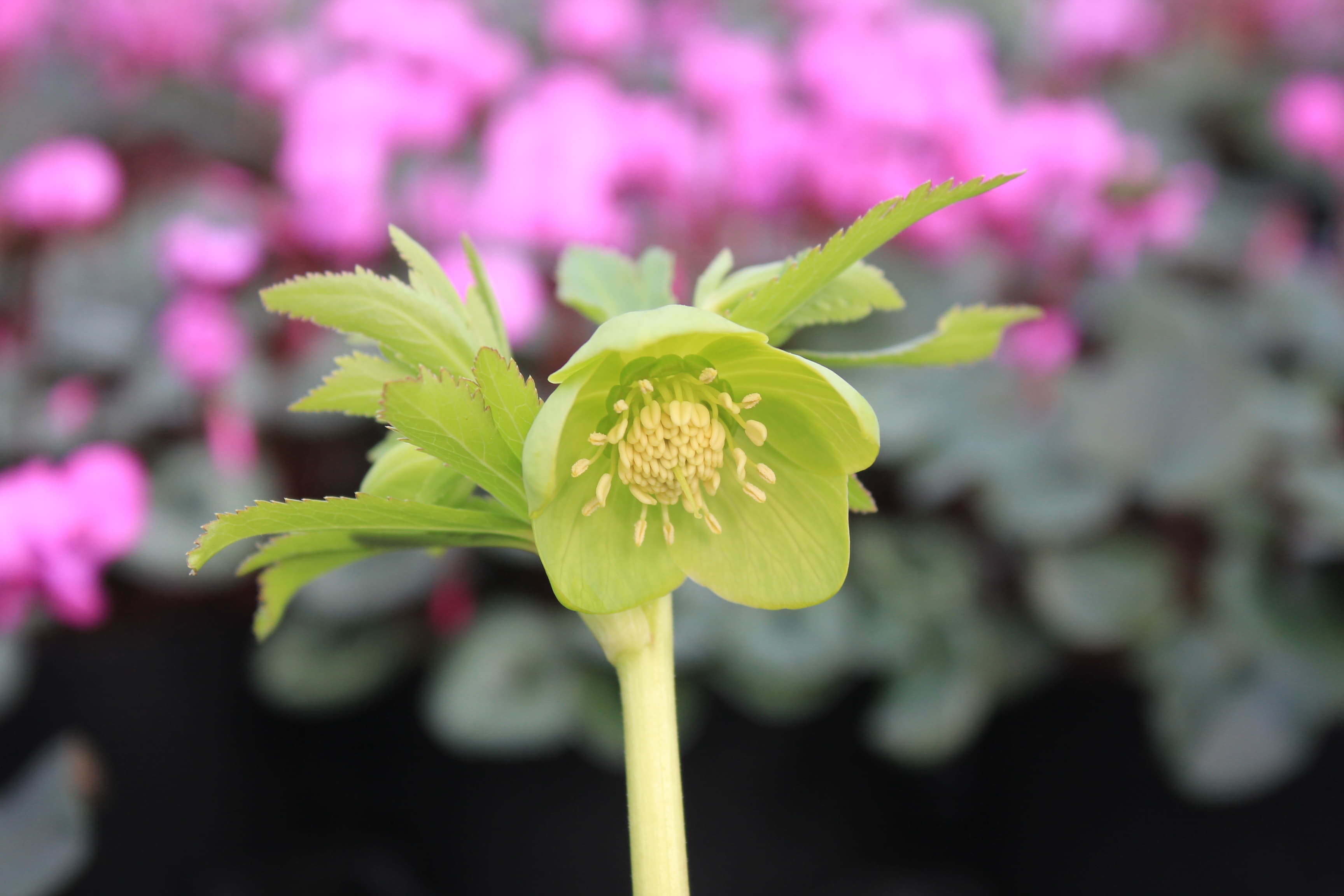 Helleborus serbicus