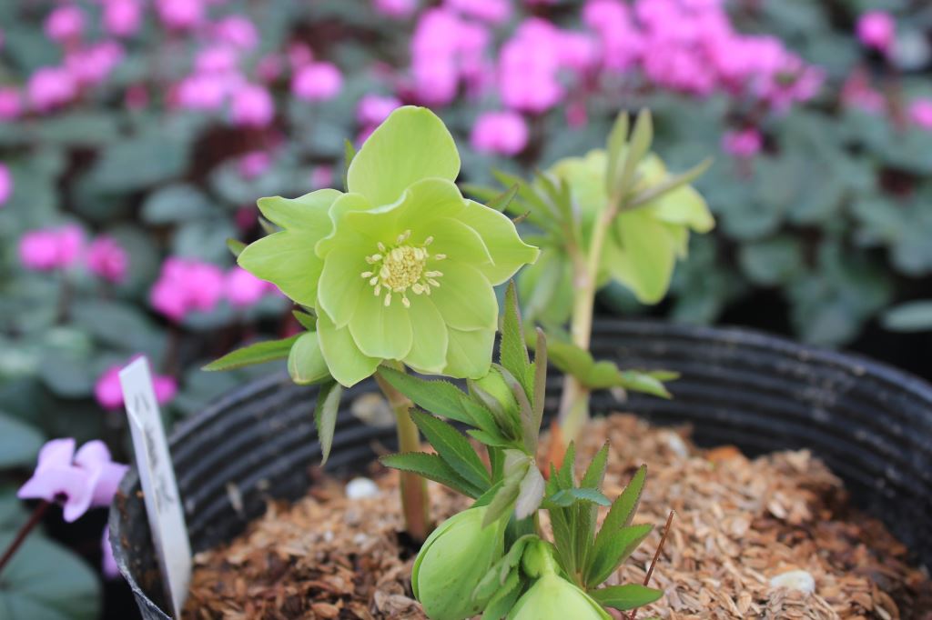 Helleborus dumetorum Doubleflower