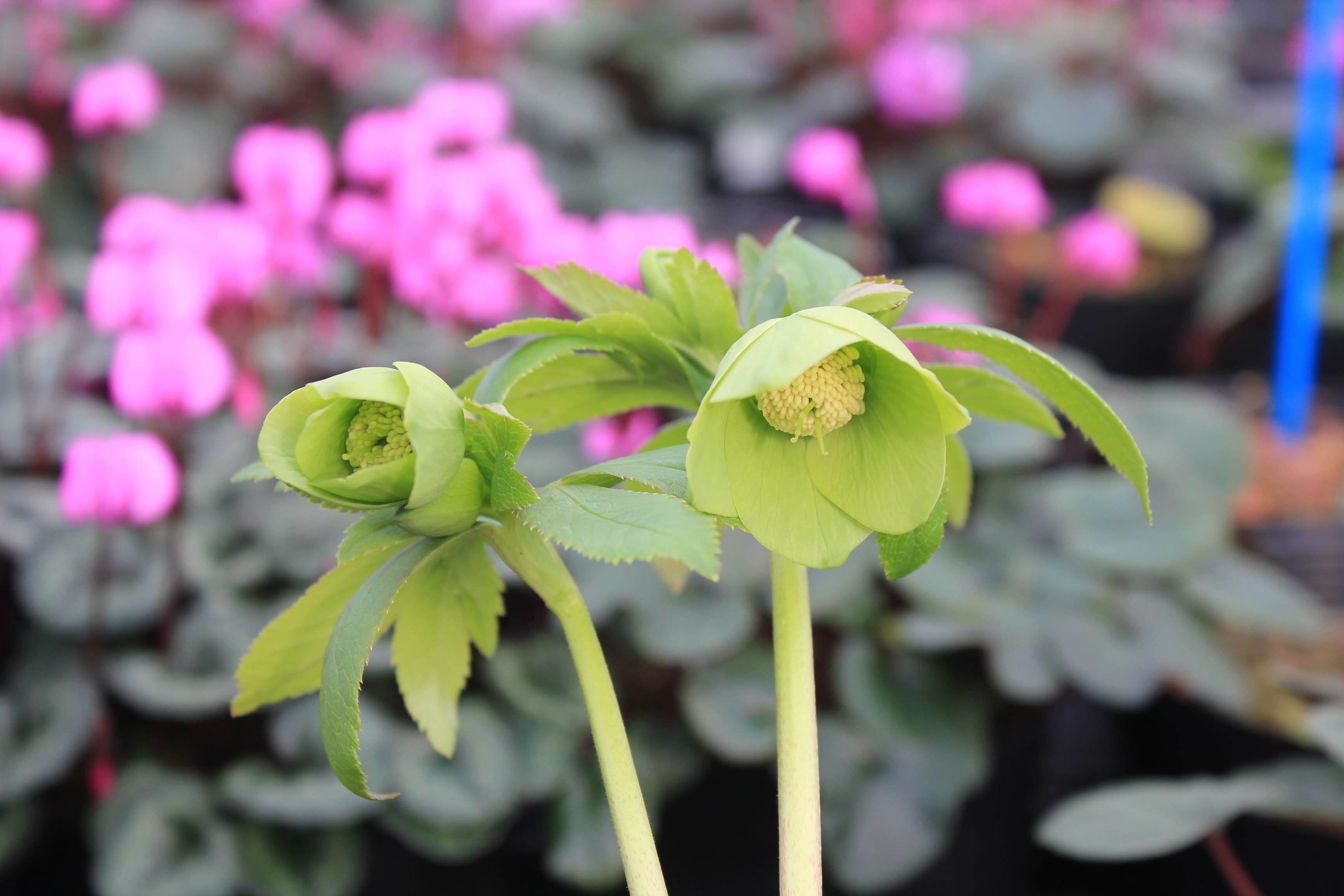 Helleborus odorus