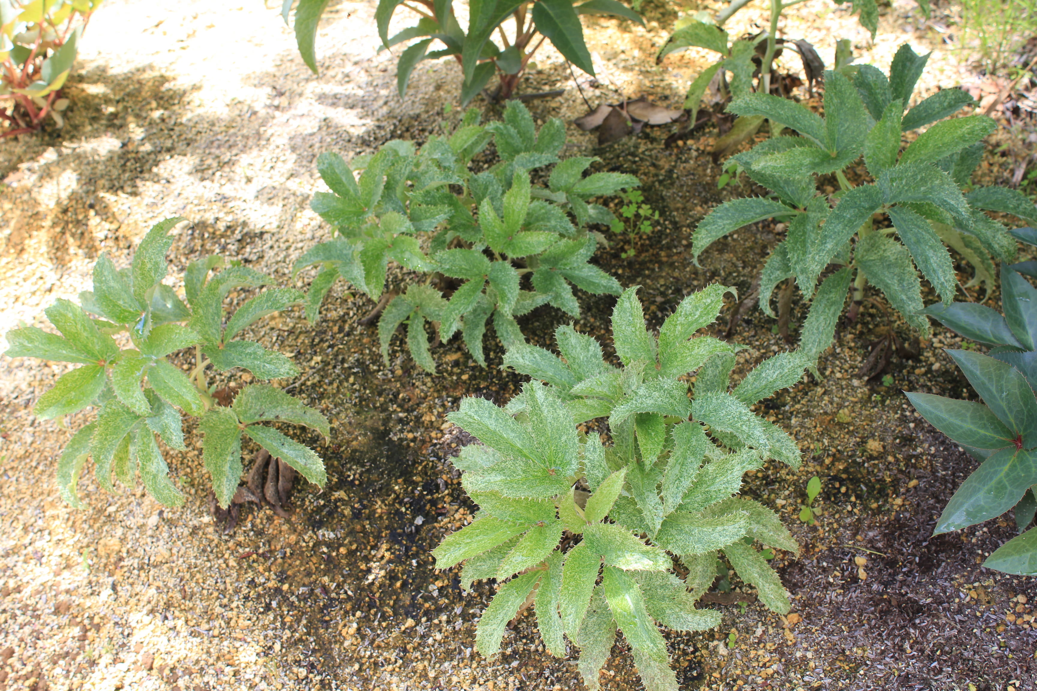 Helleborus argutifolius 'Pacific Frost'