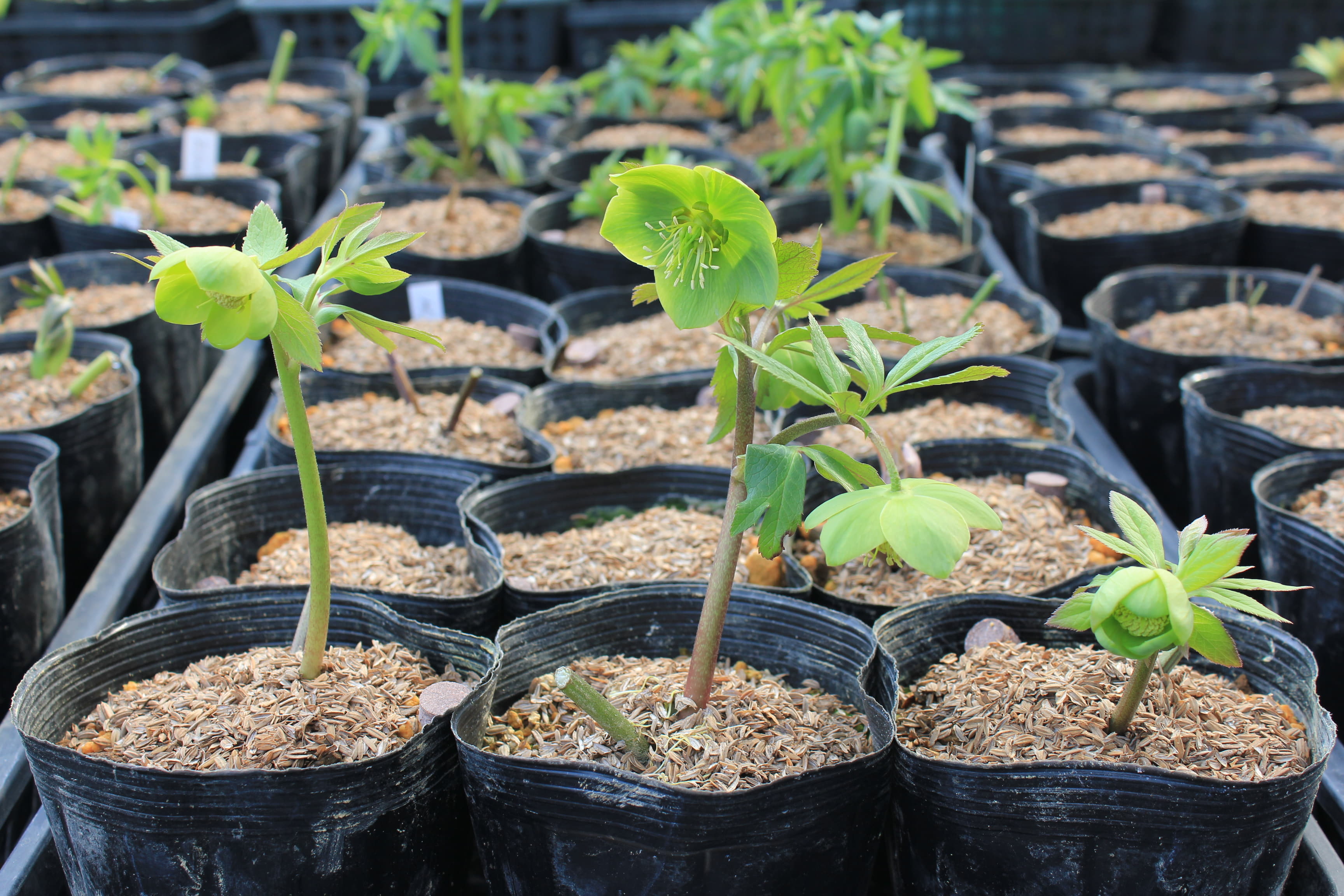 Helleborus cyclophyllus